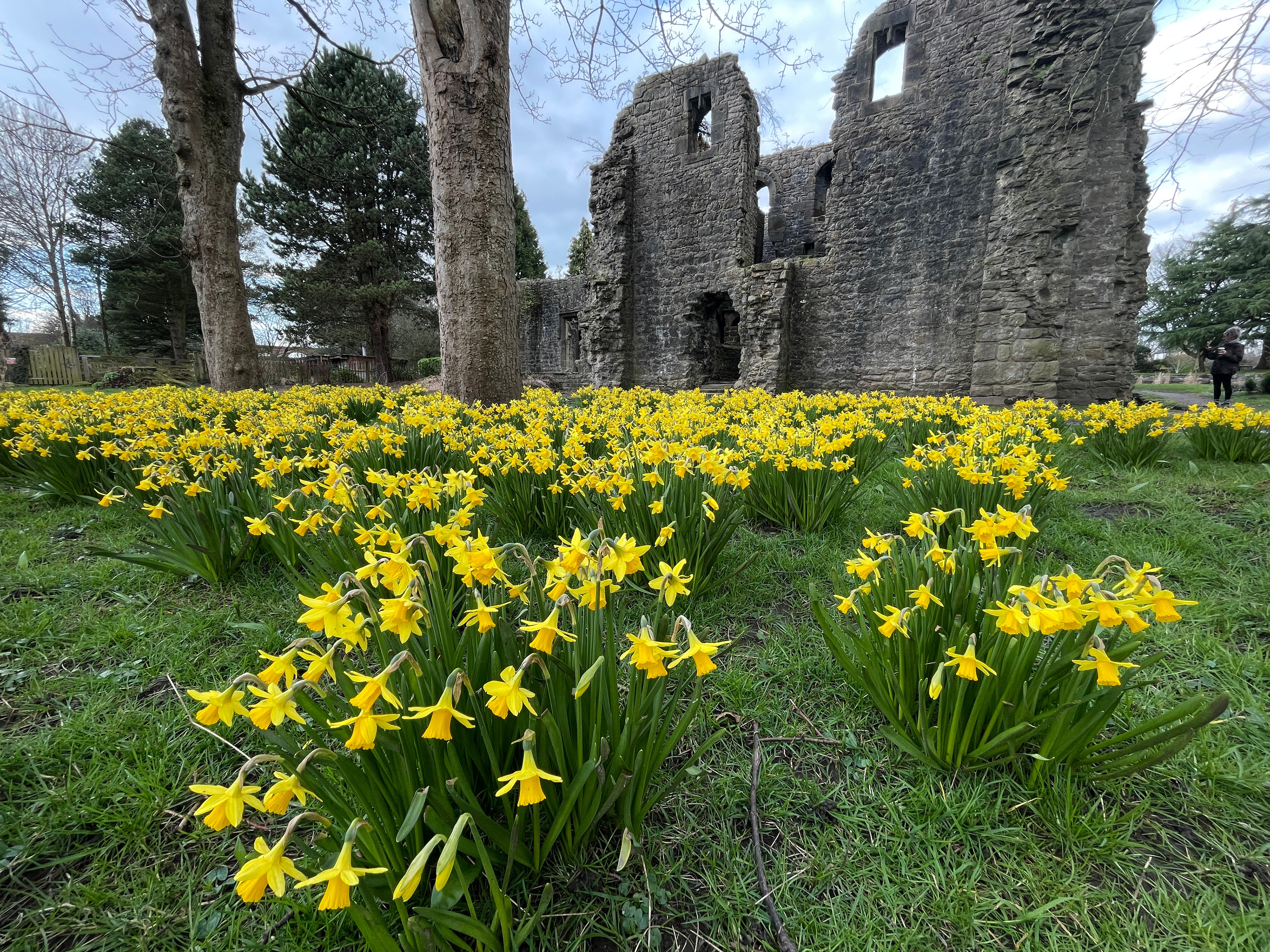 Daffodils
