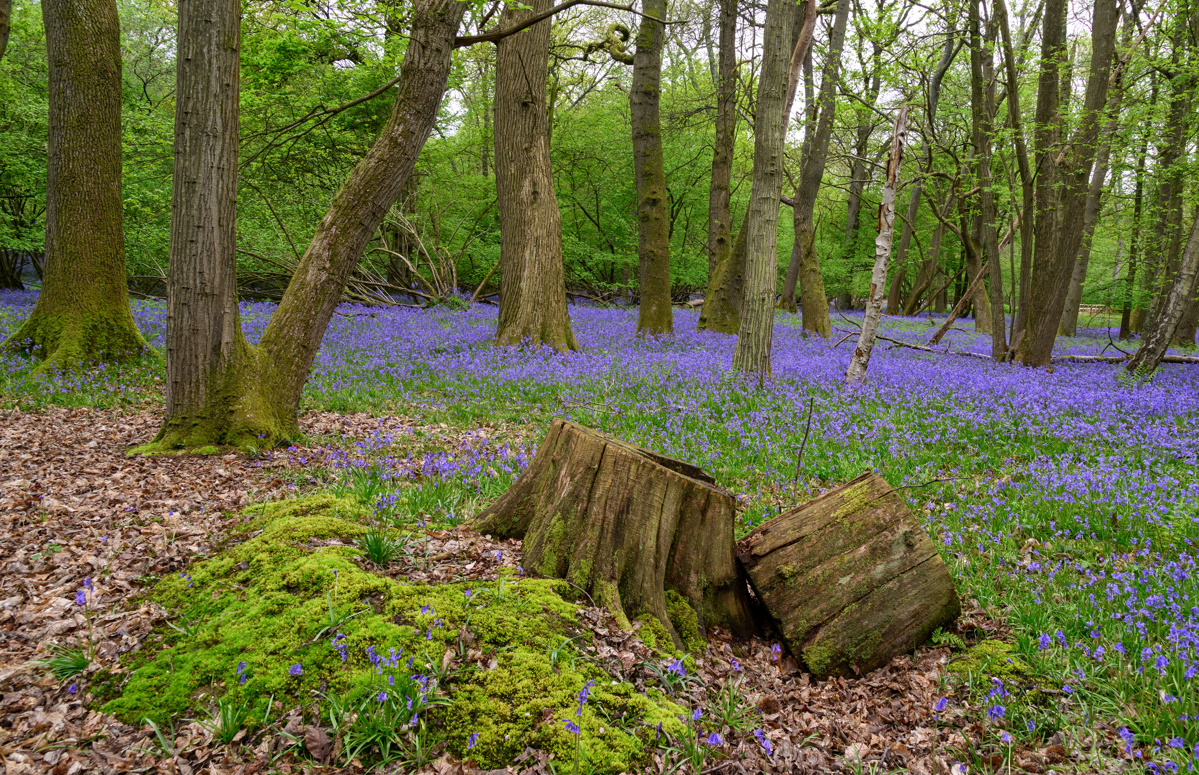 Blue Bells