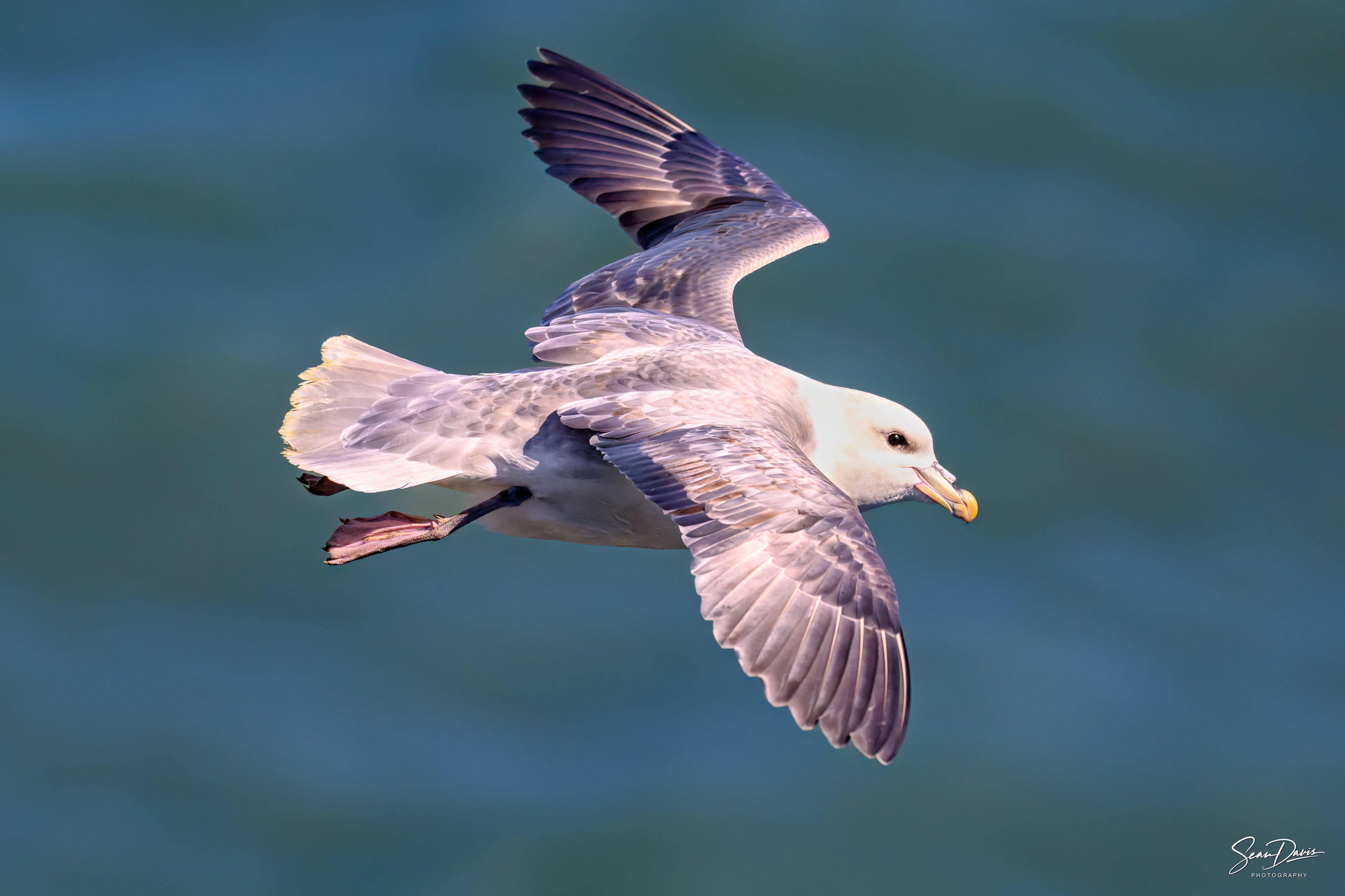 Northern Fulmar