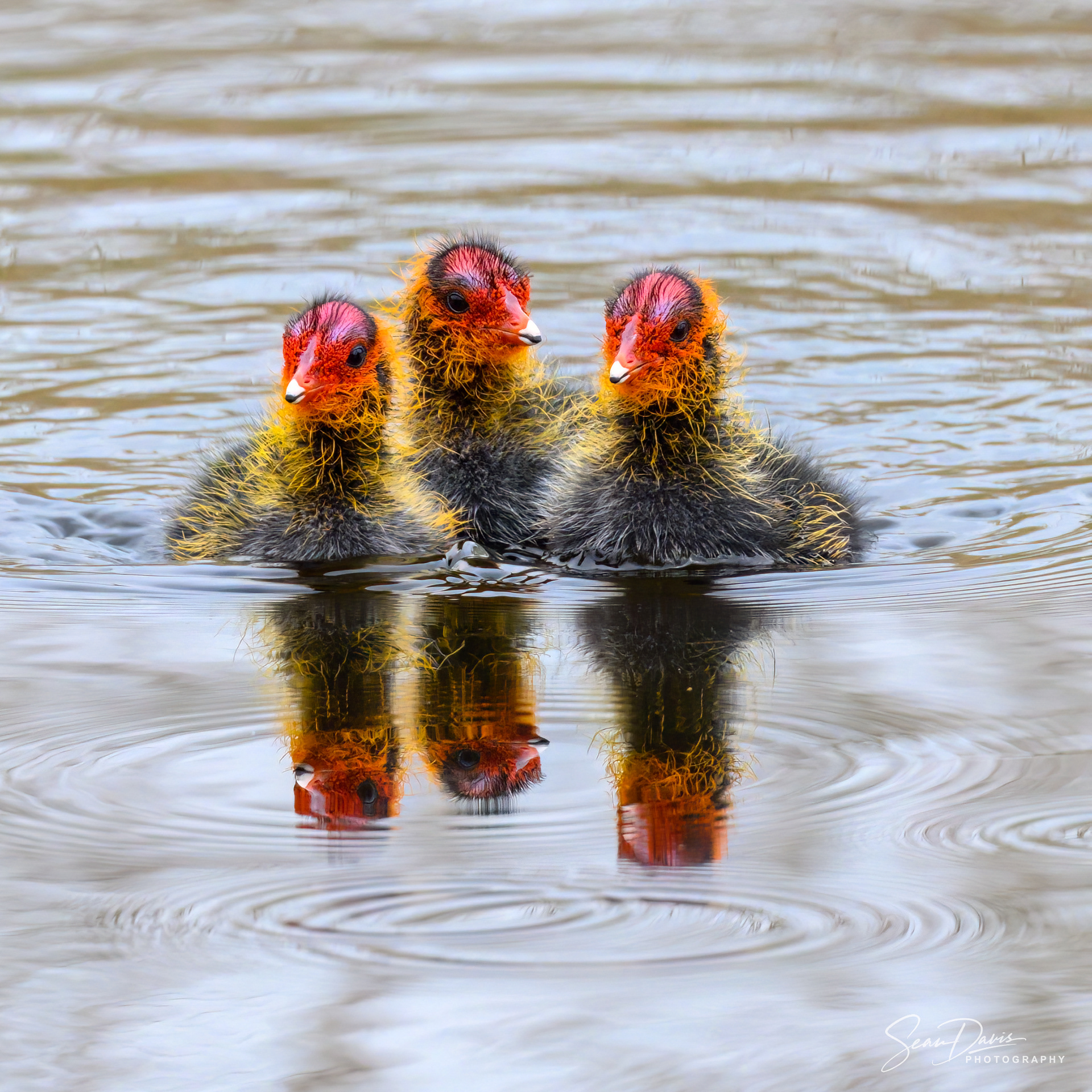 Juvenille Coots
