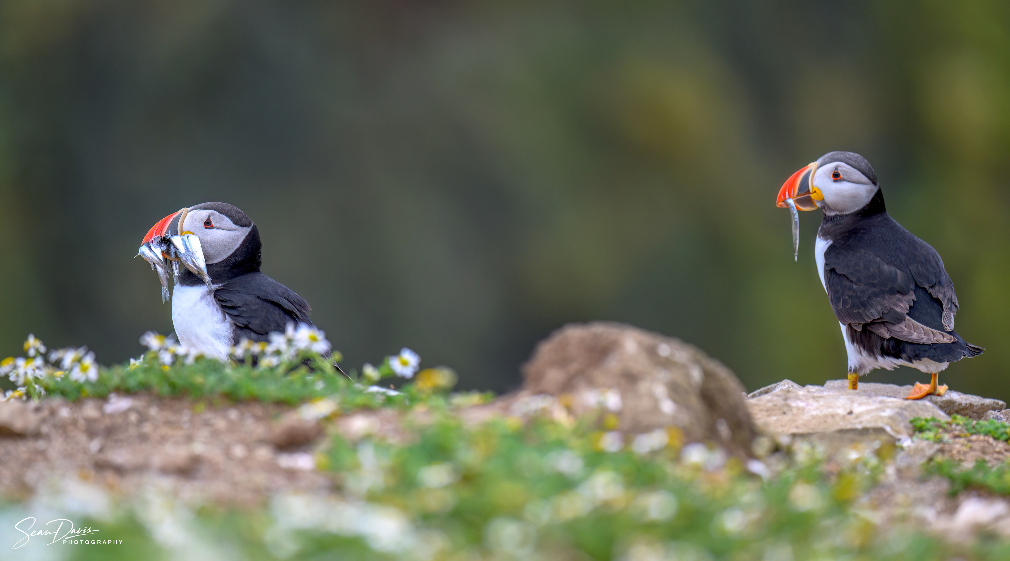 Puffin with sand eels