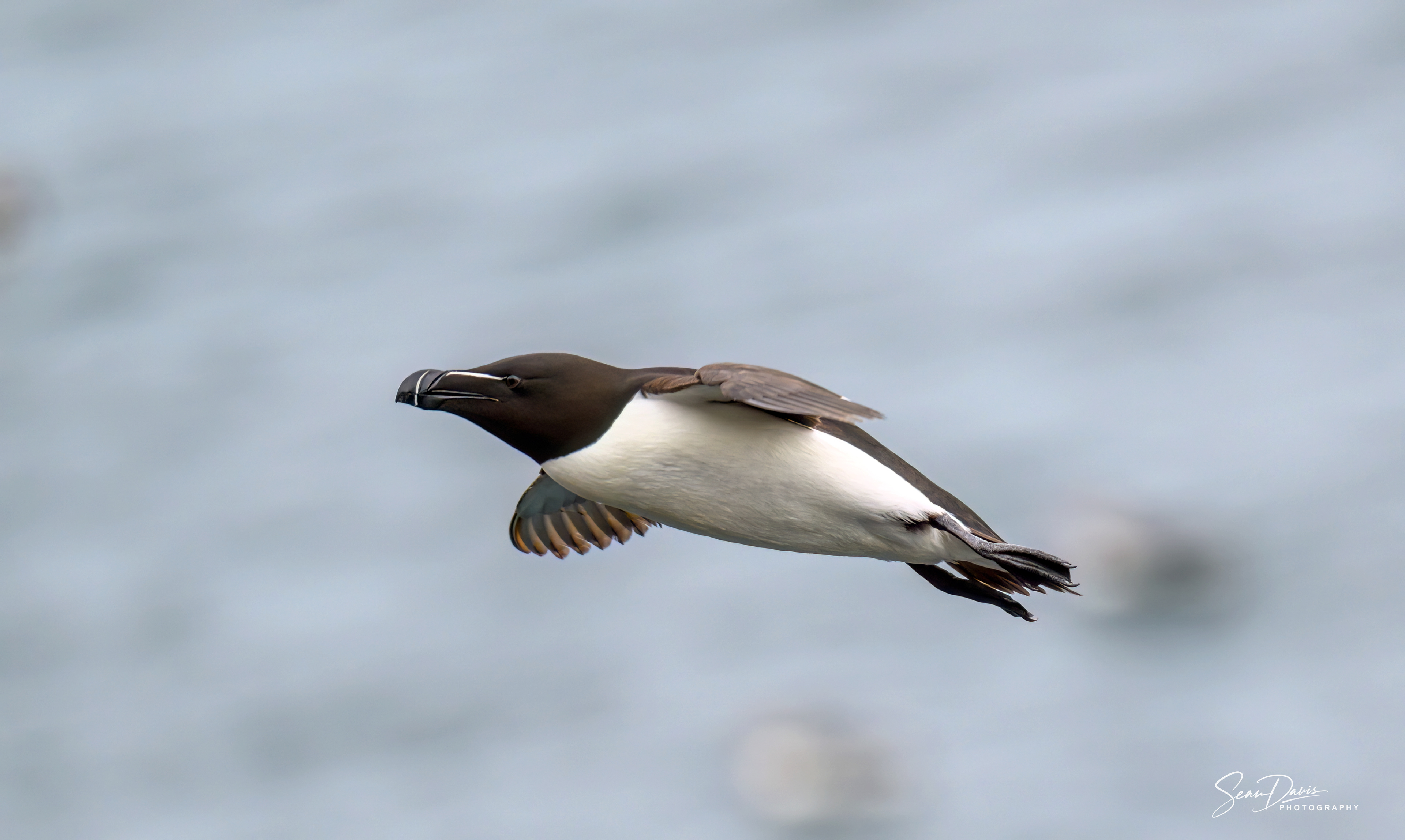 Razorbill