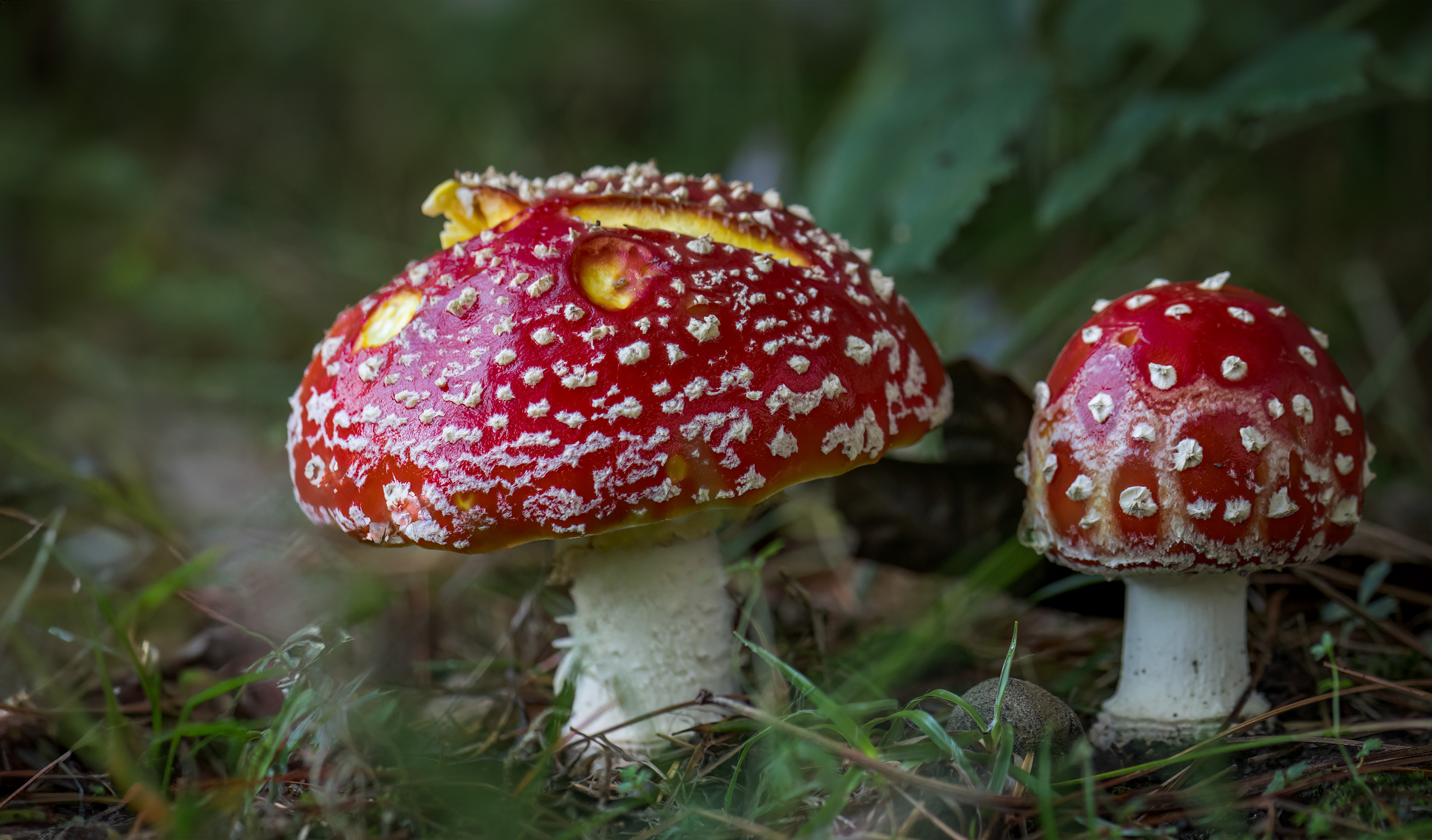 Fly Agaric