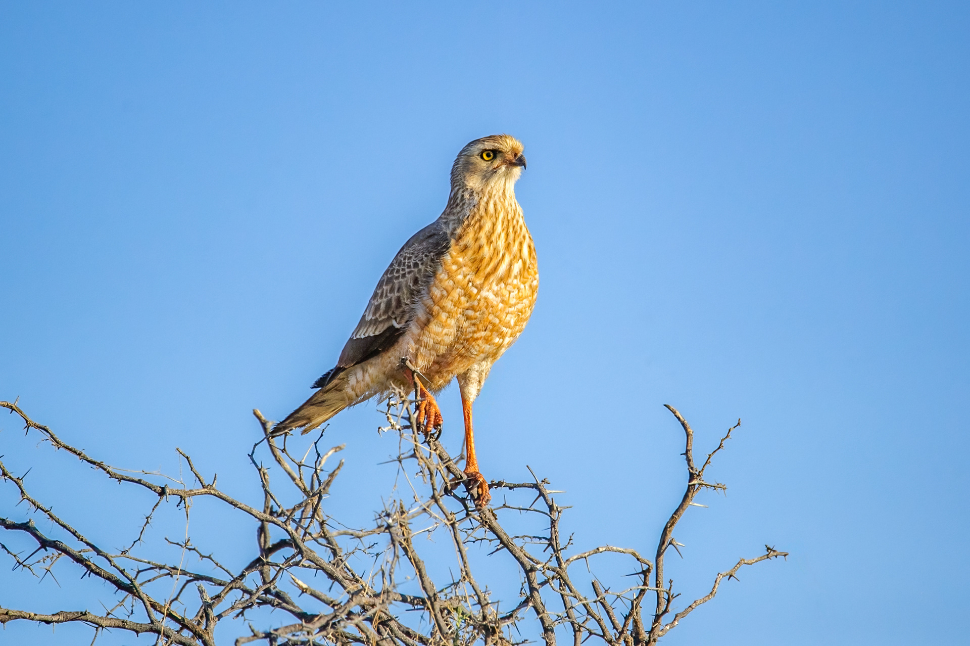 Juvenille Gabar Goshawk