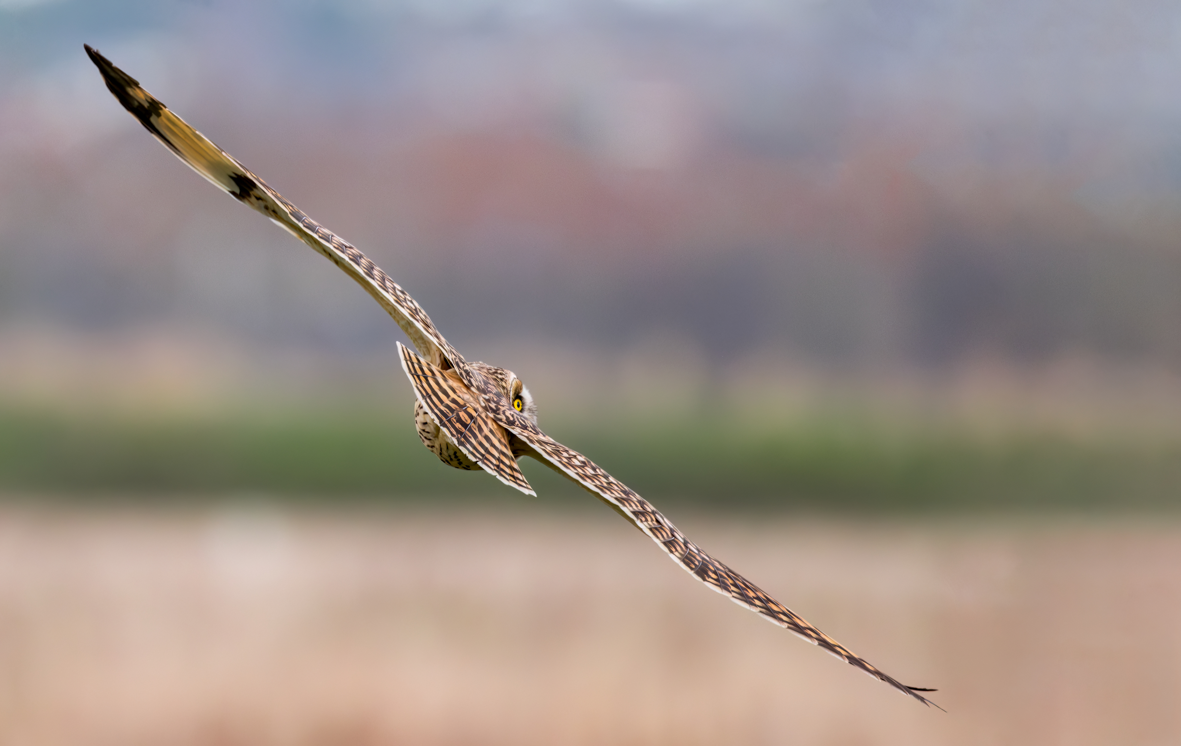 Short Eared Owl
