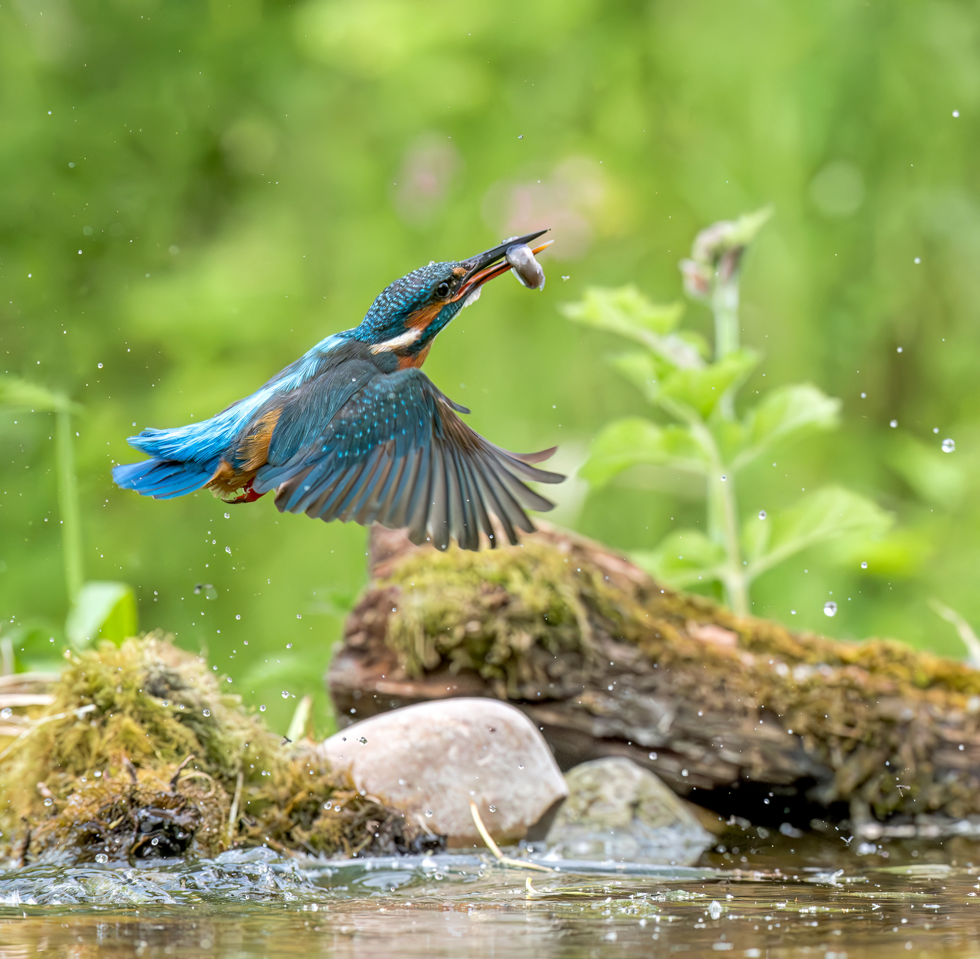 Common Kingfisher