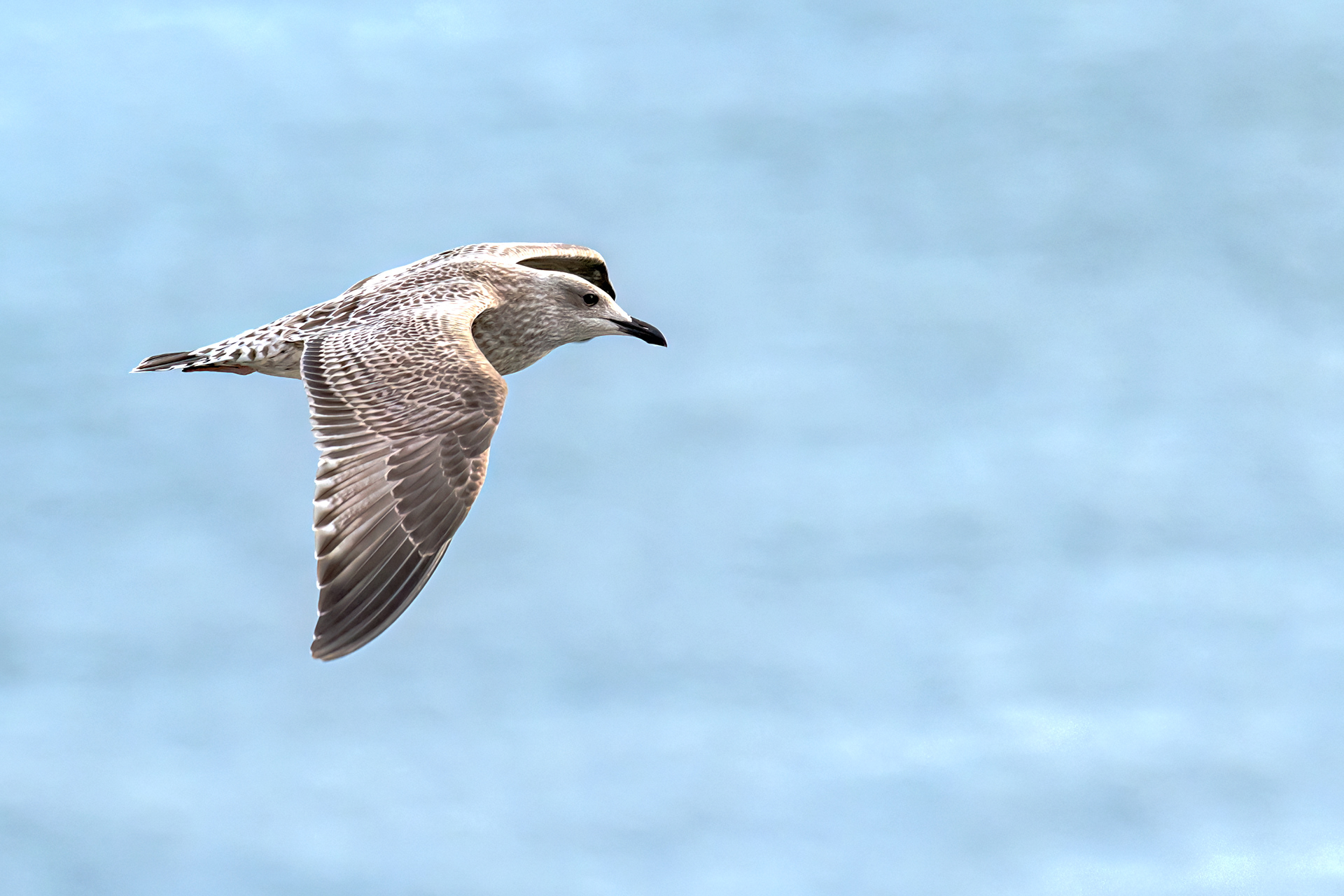Herring Gull