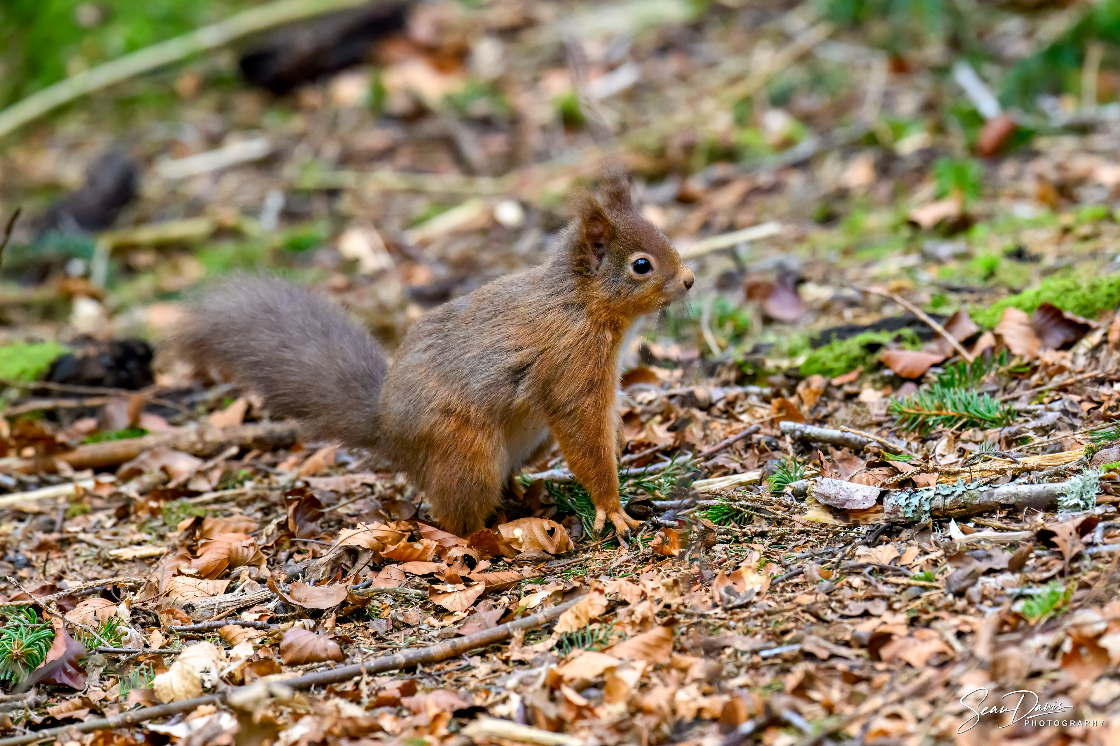 Red Squirrel