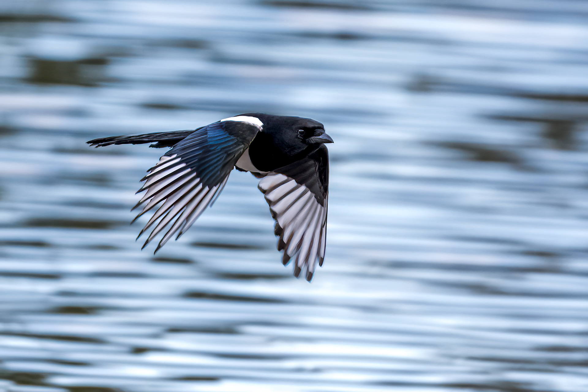 Magpie