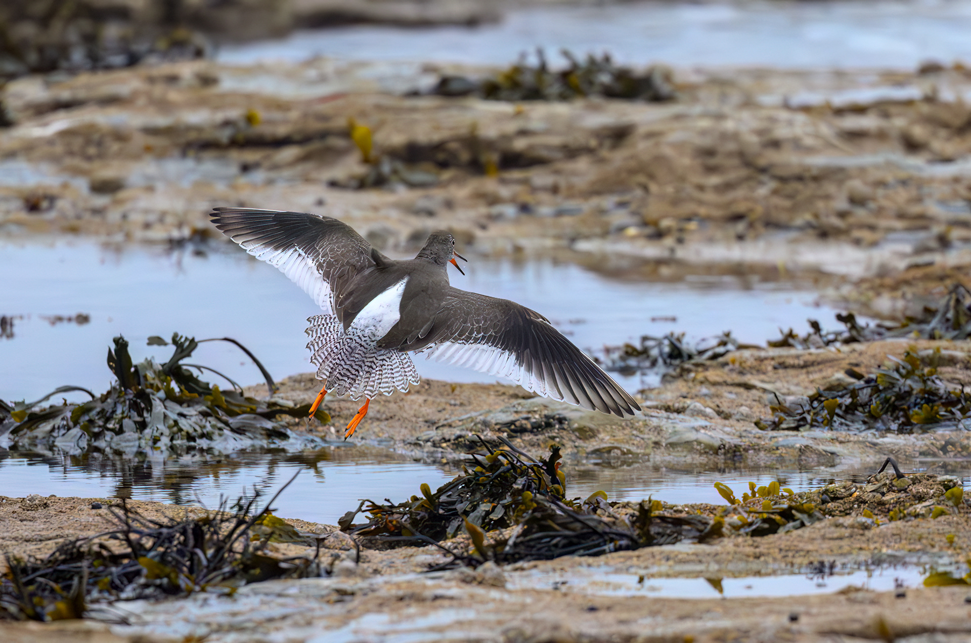 Red Shank