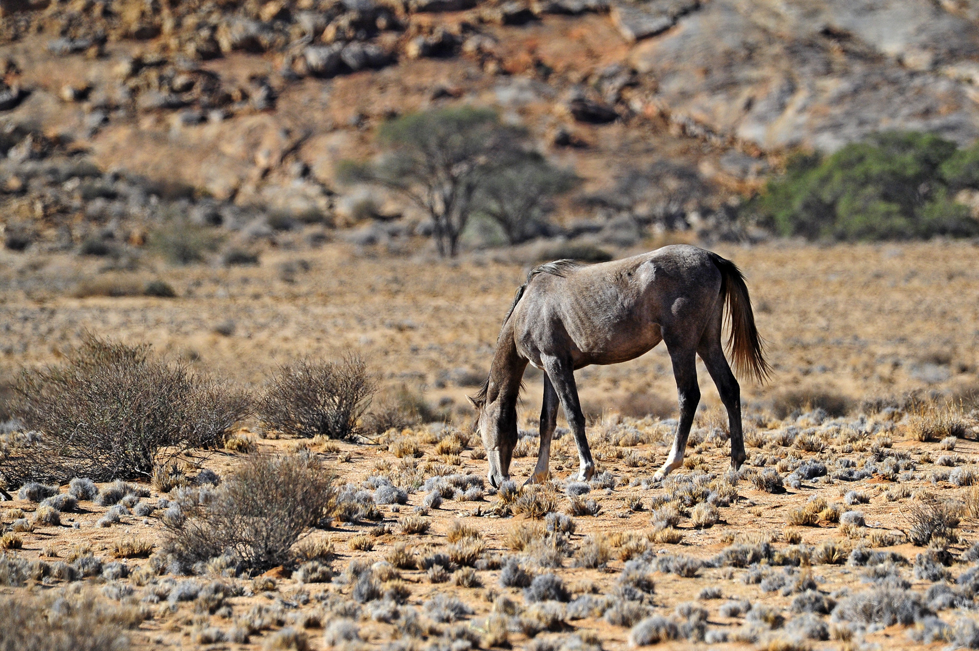 Feral Desert Horse