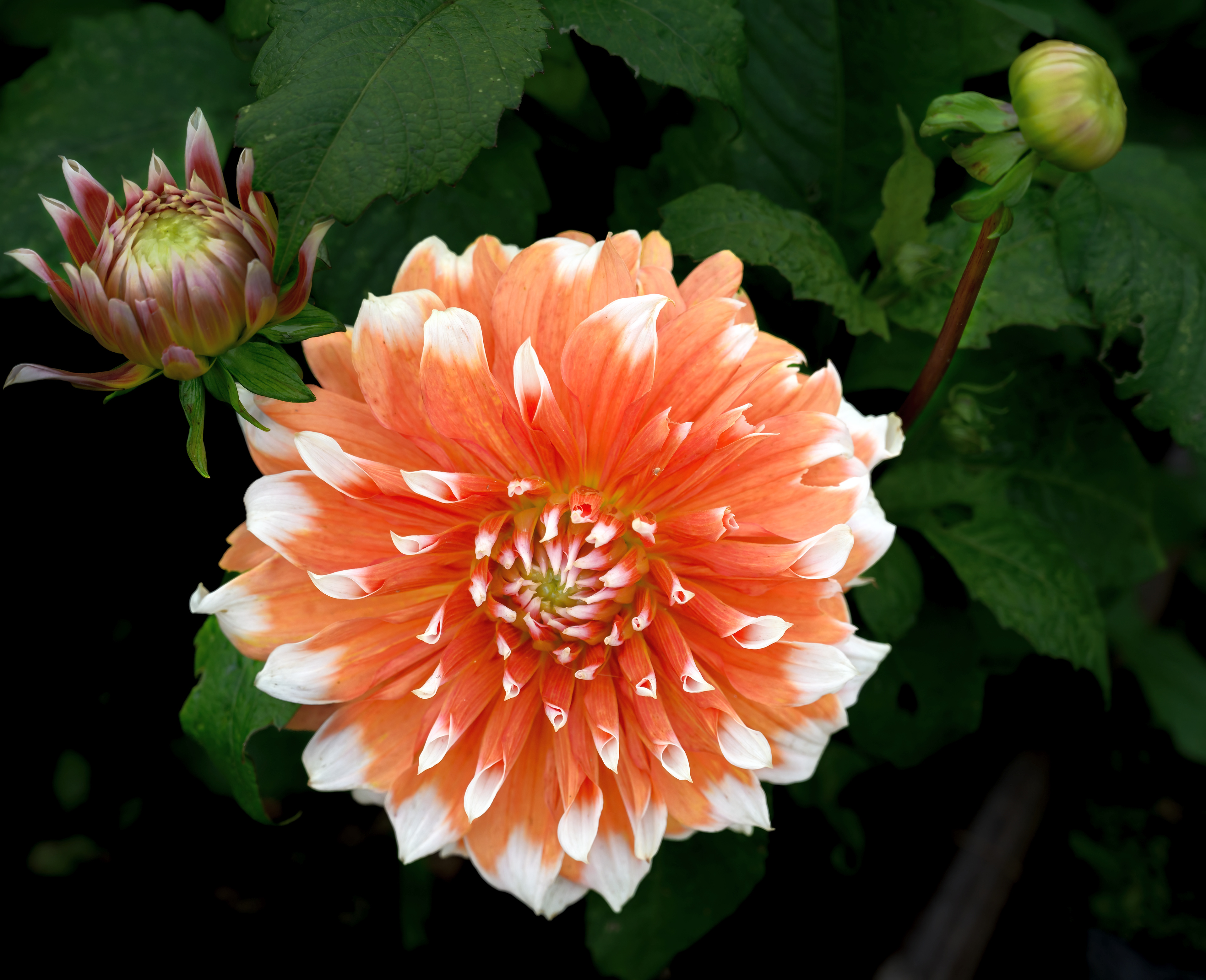 Dahlia