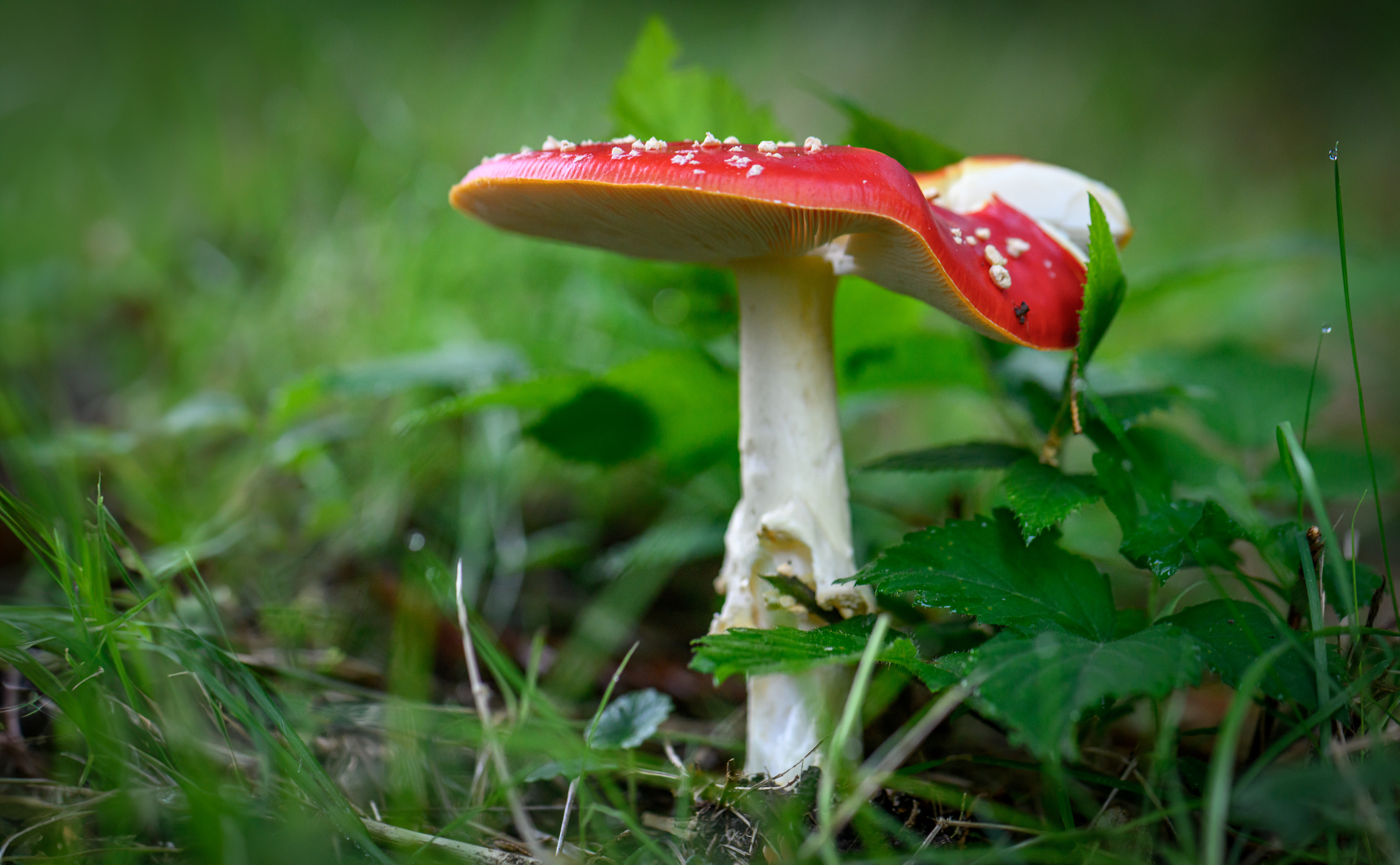Fly Agaric