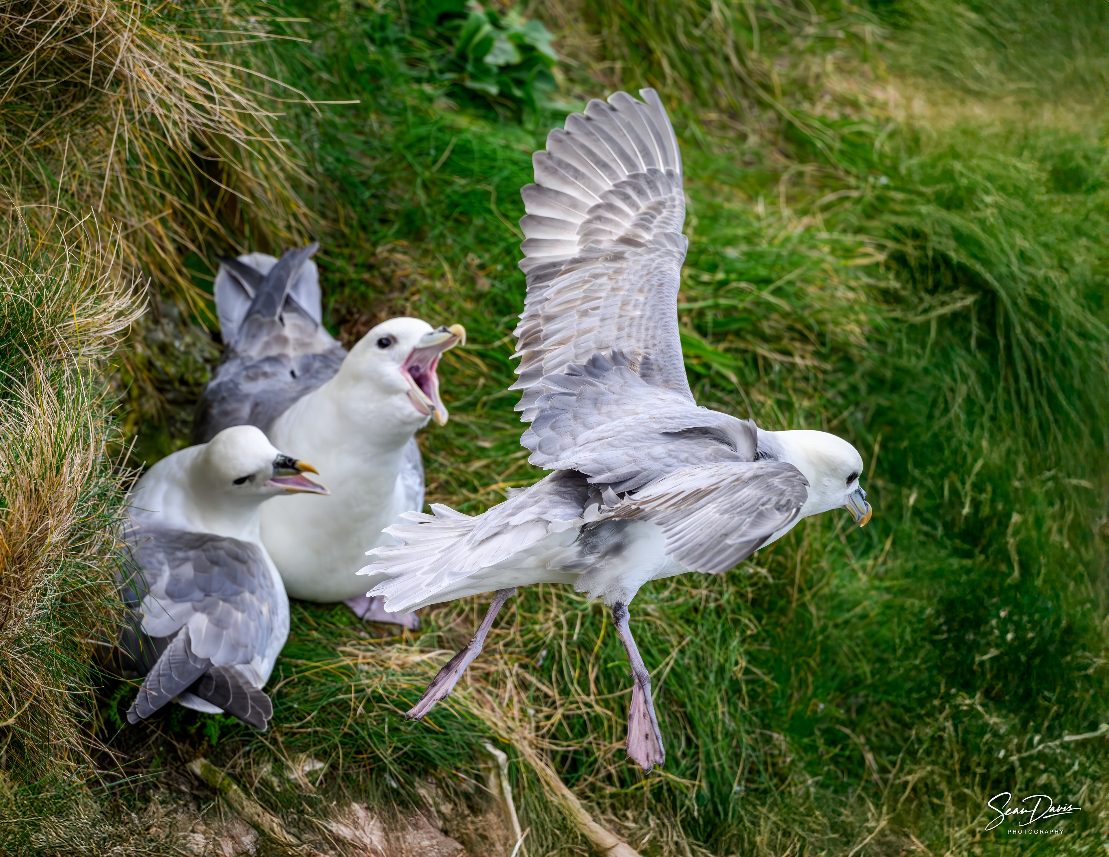 Northern Fulmar