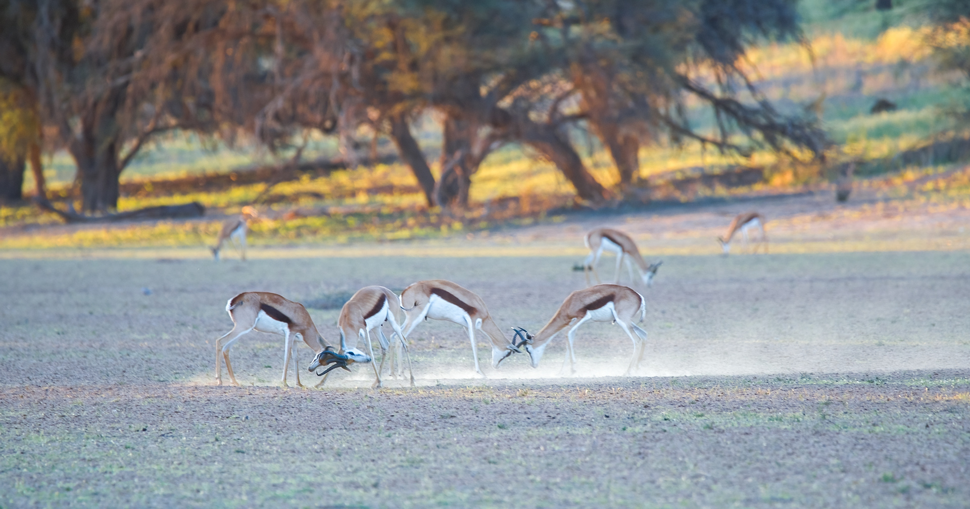 Male spingbok sparring