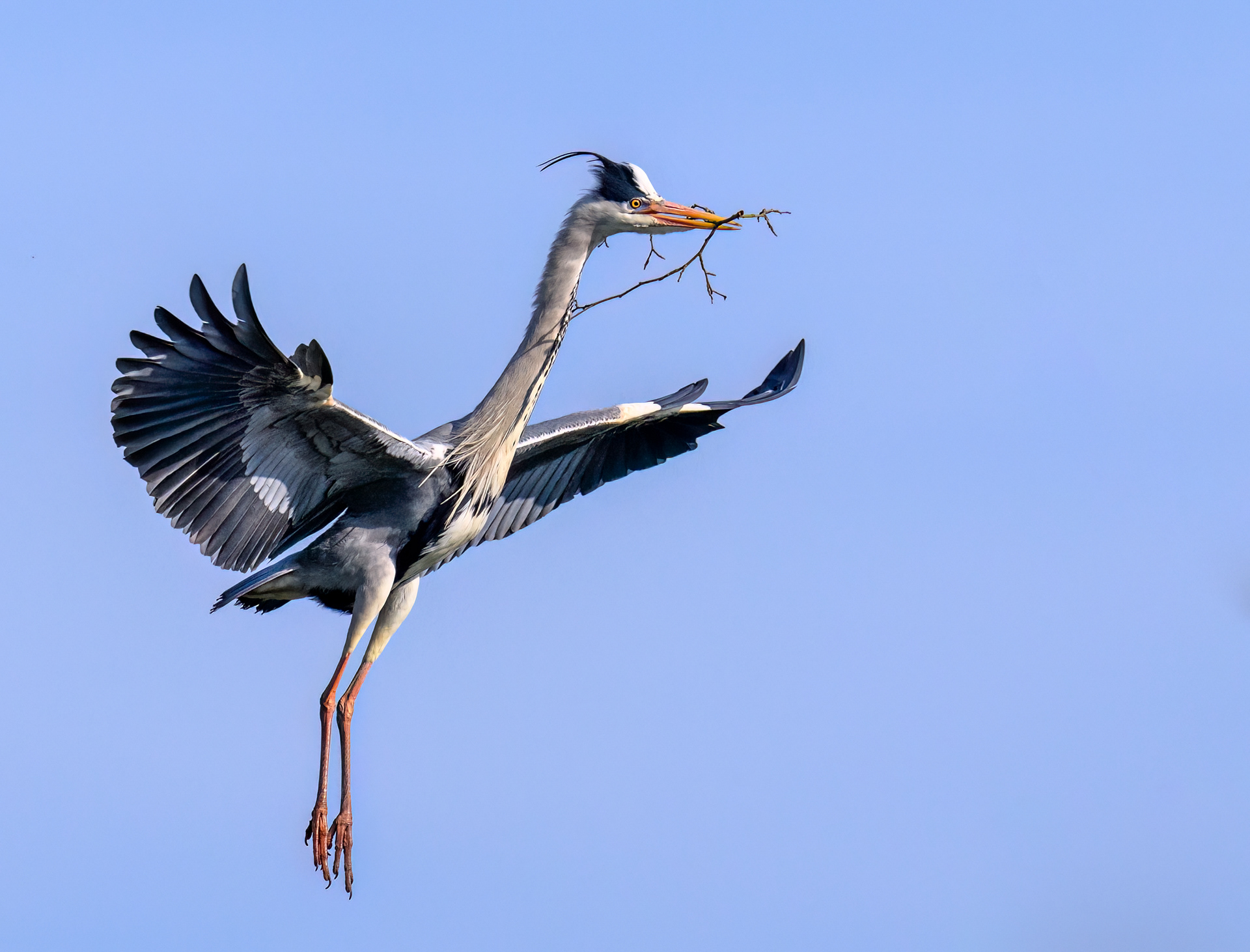Grey Heron