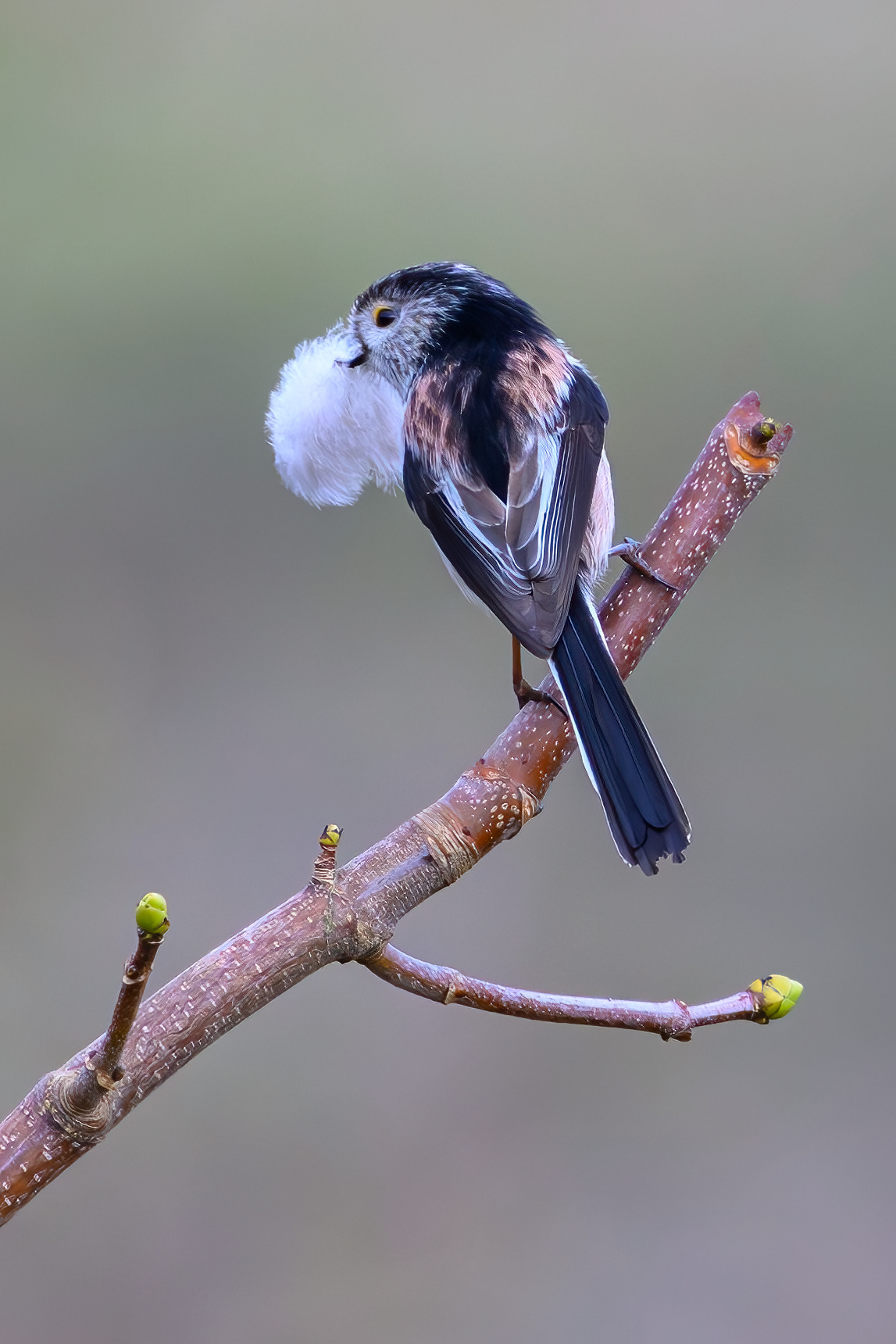 Long Tailed Tit