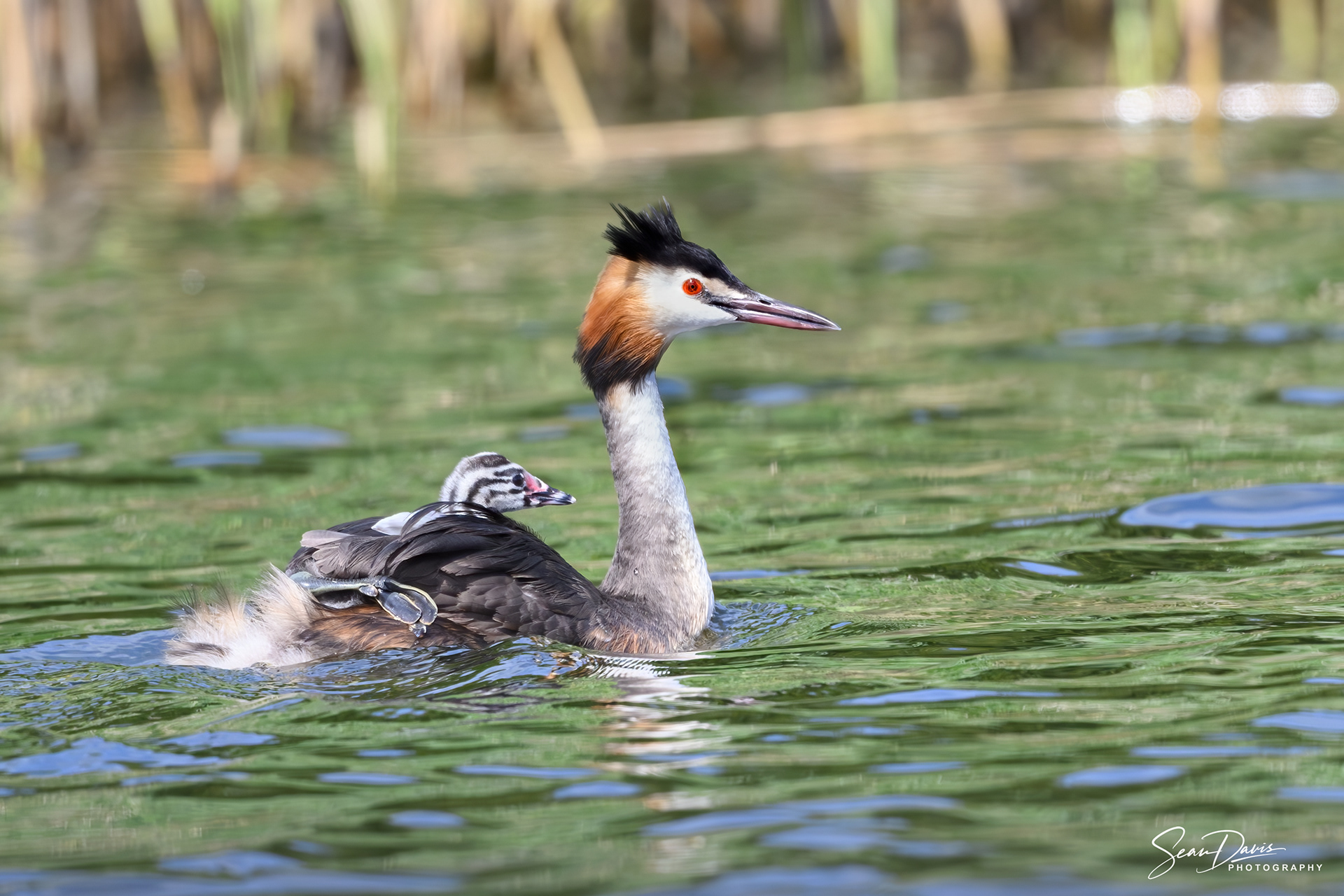 Great Grebe & Humbug