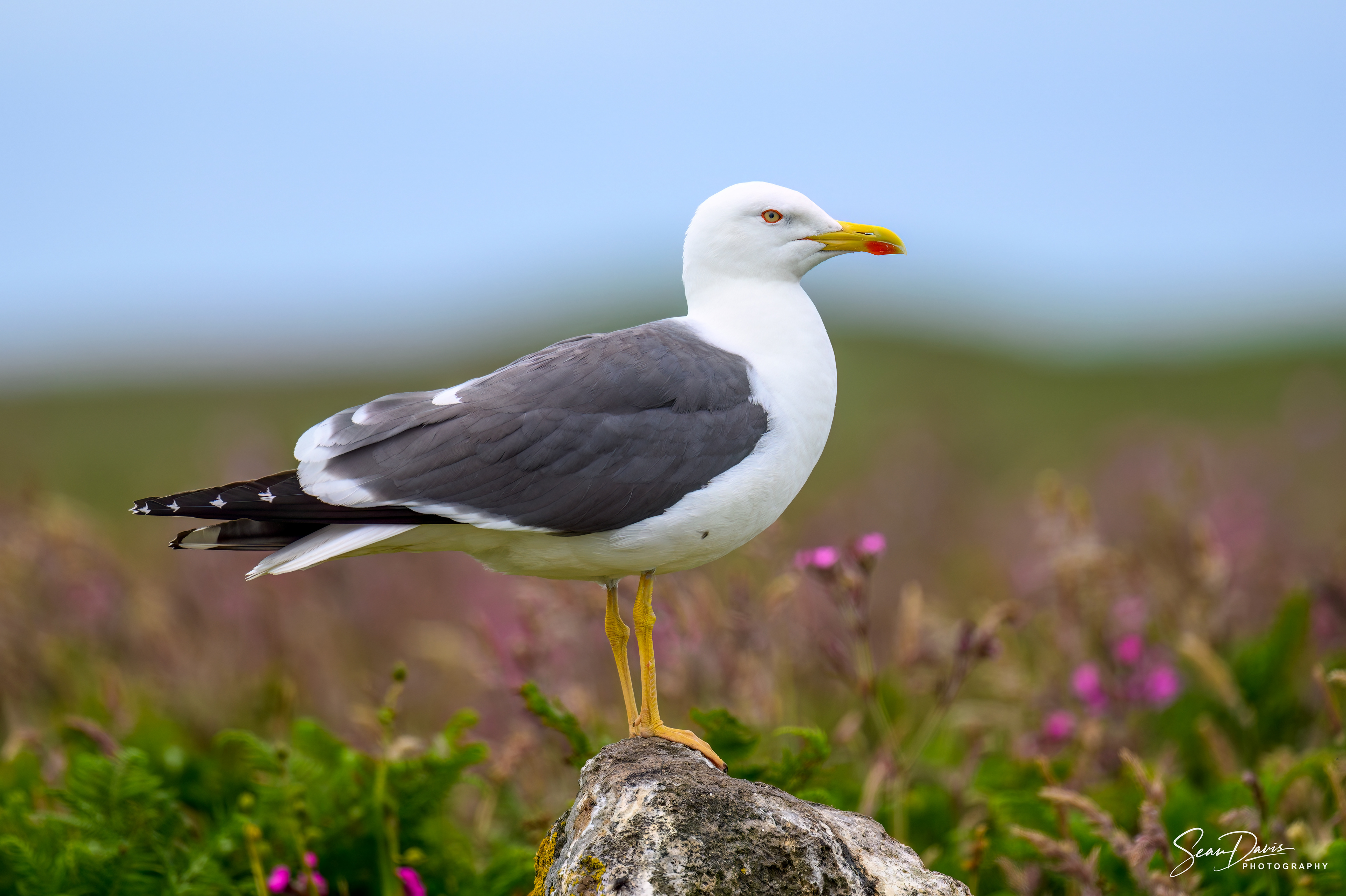 Yellow Legged Gull