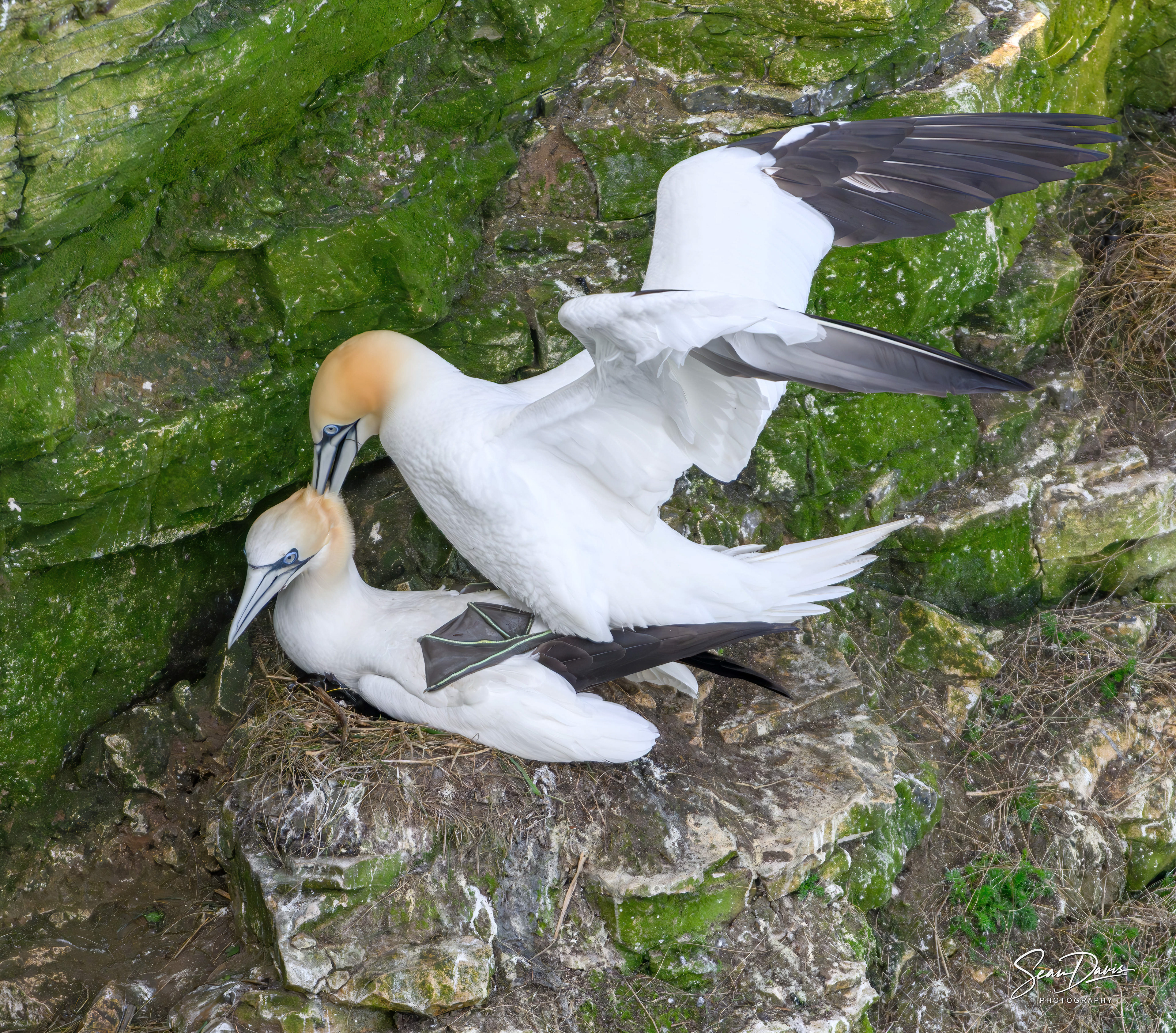Northern Gannet