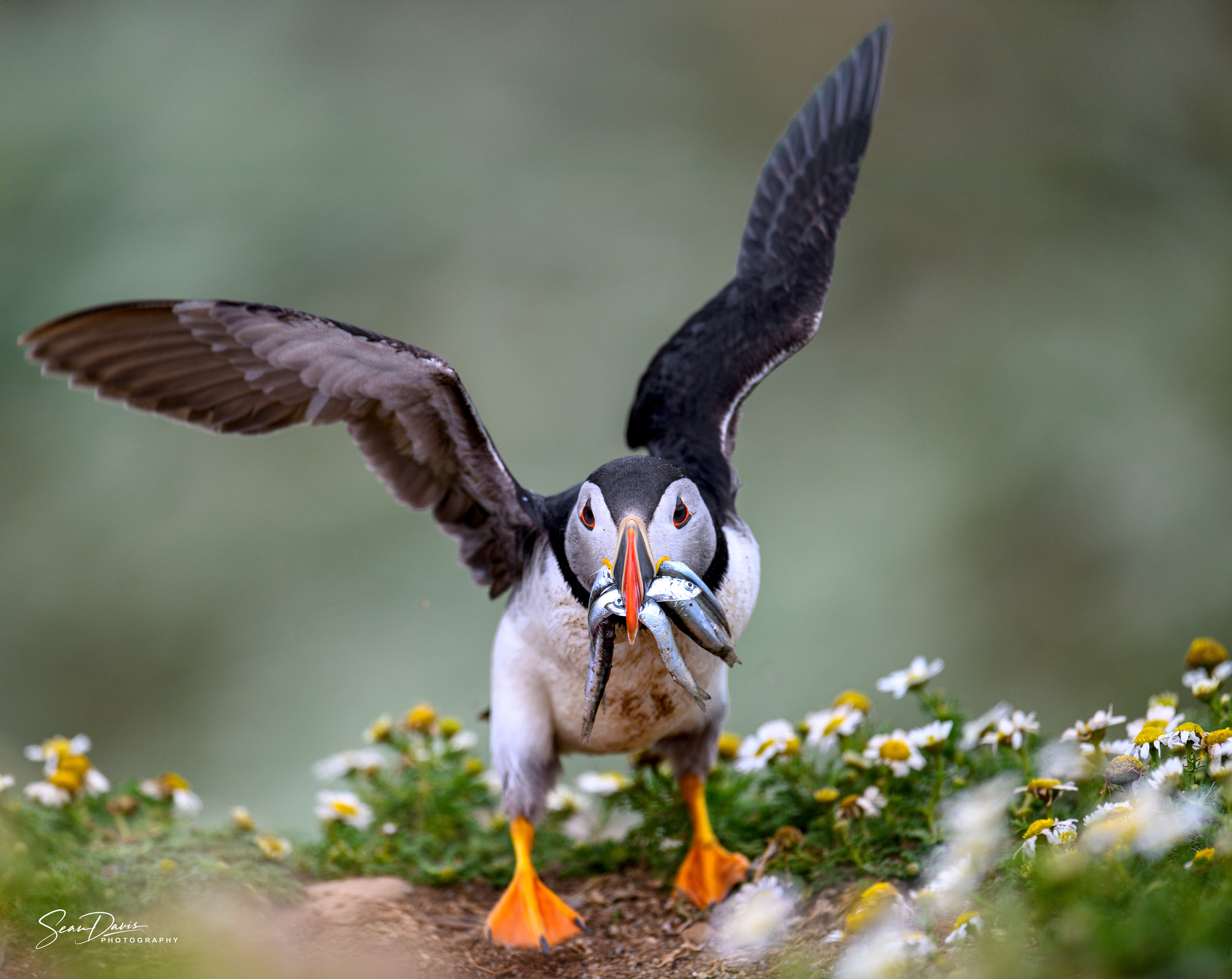 Puffin with sand eels