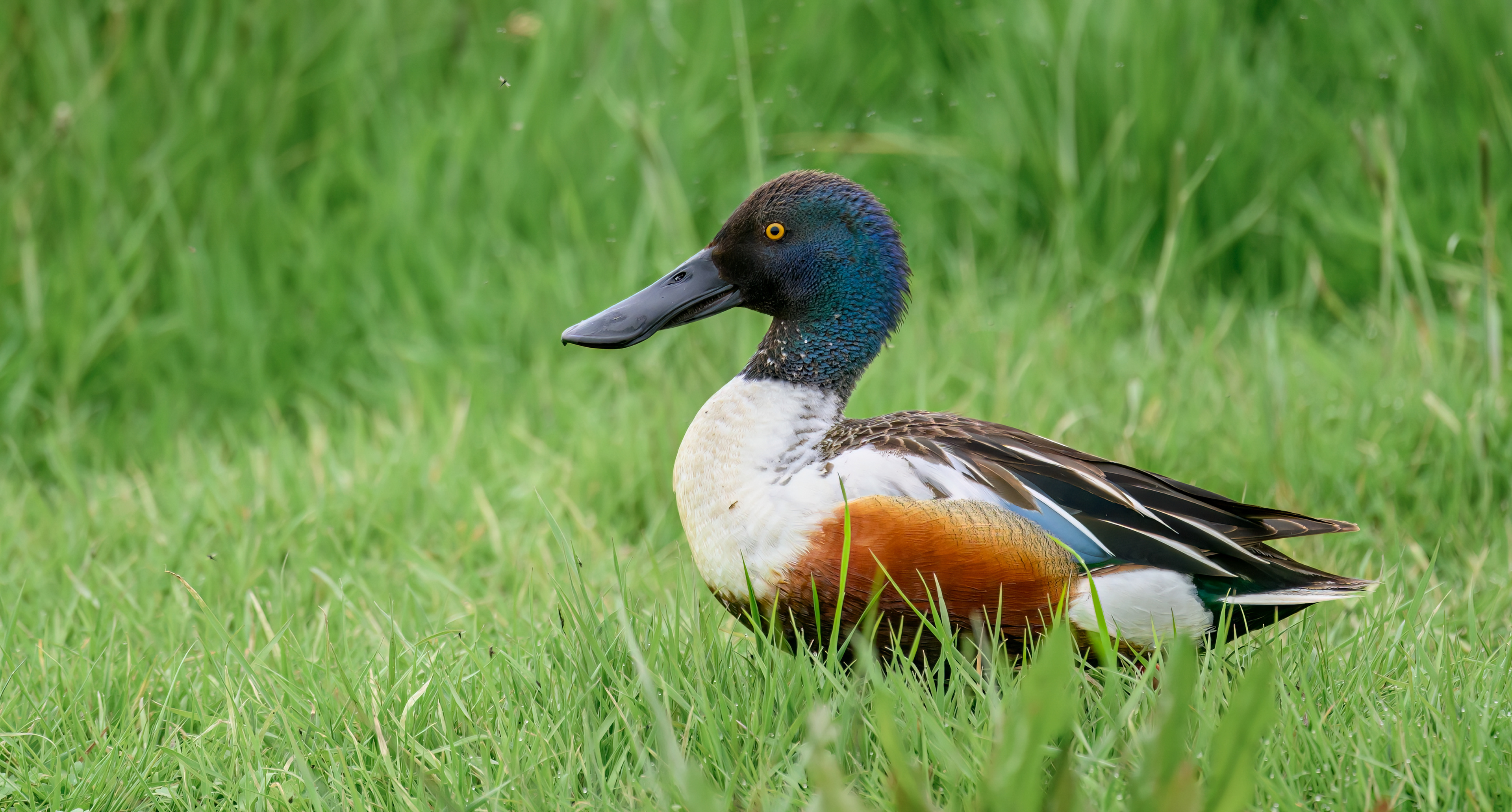 Shoveler