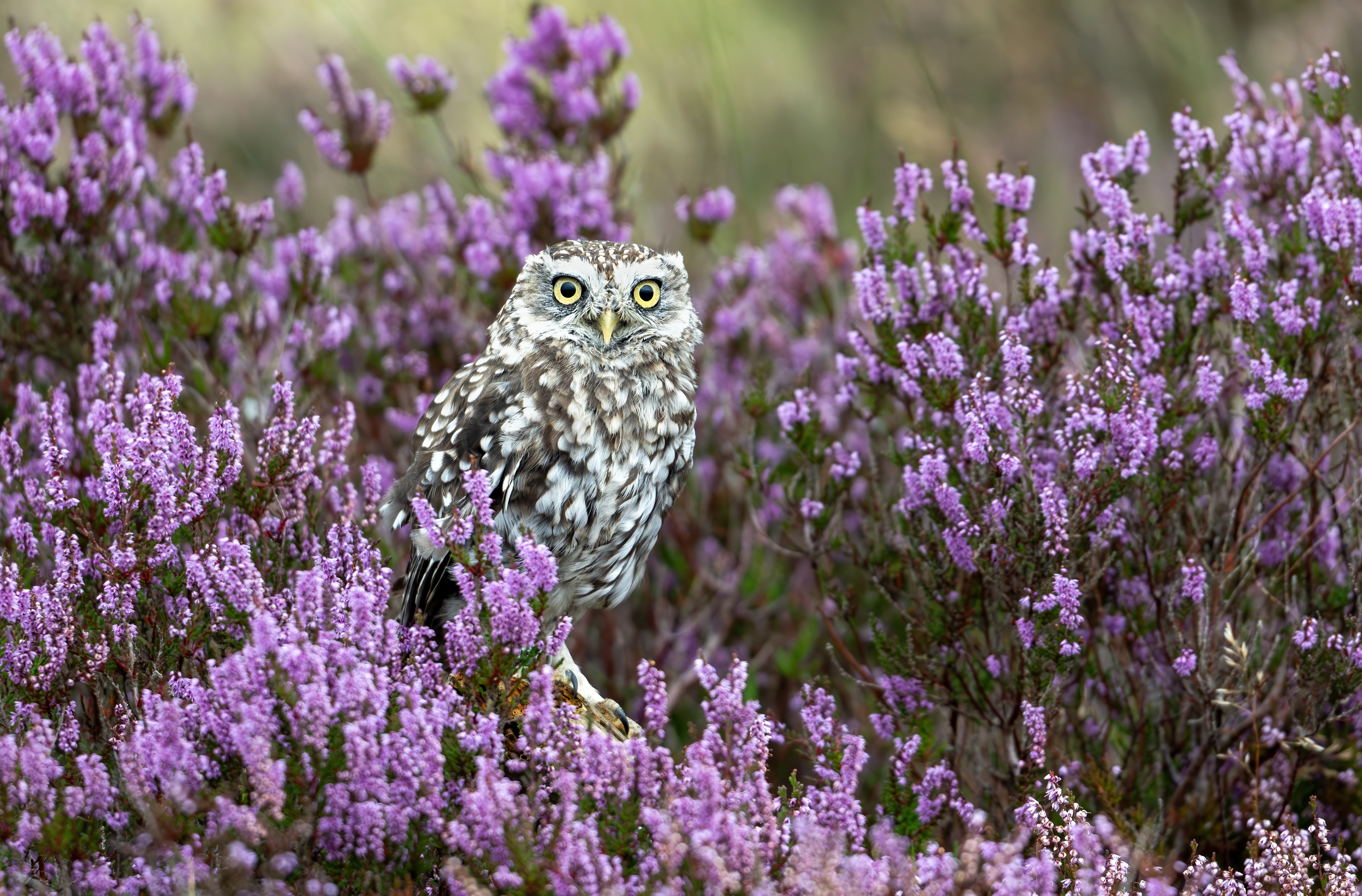 Little Owl