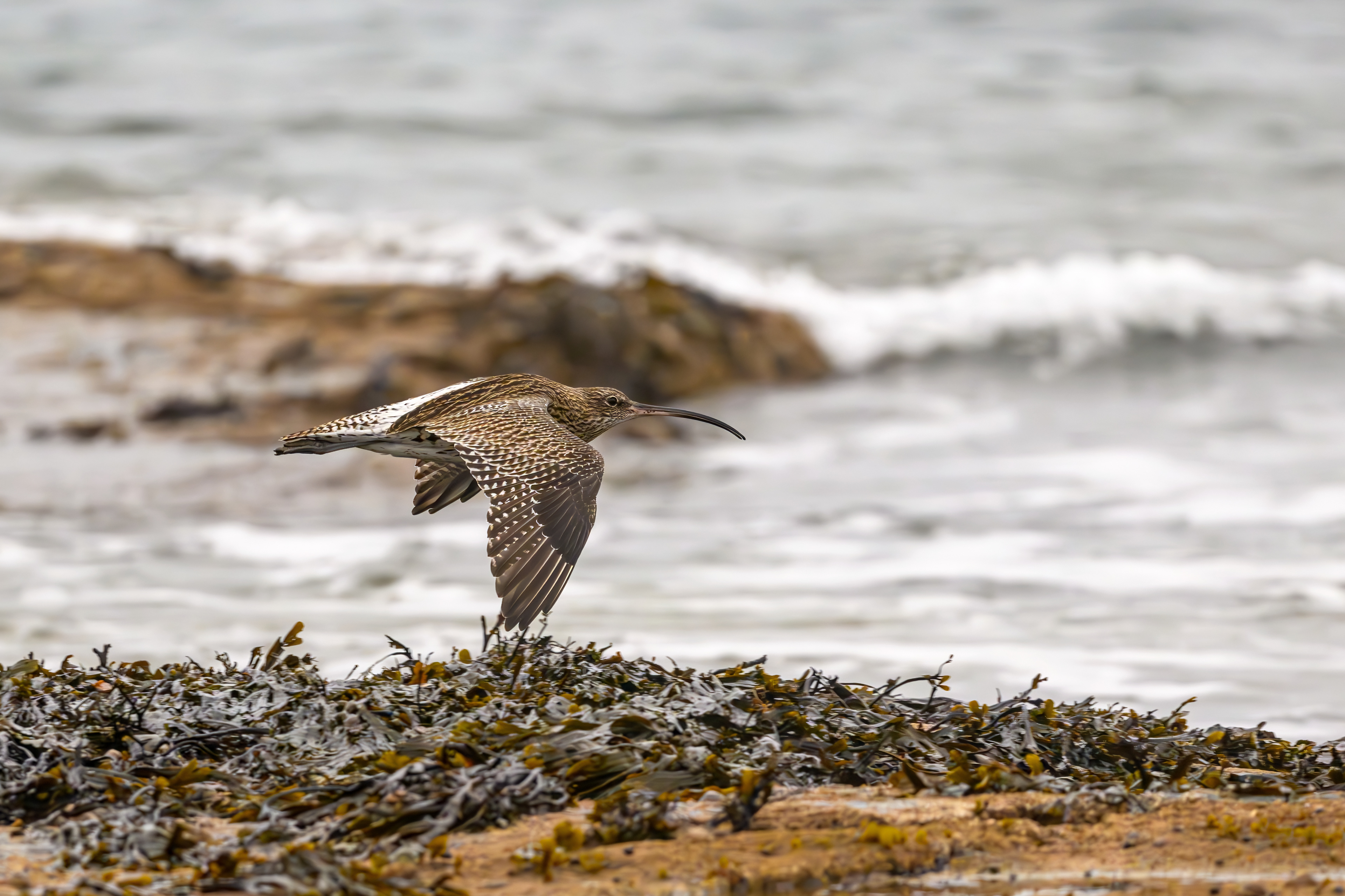 Curlew