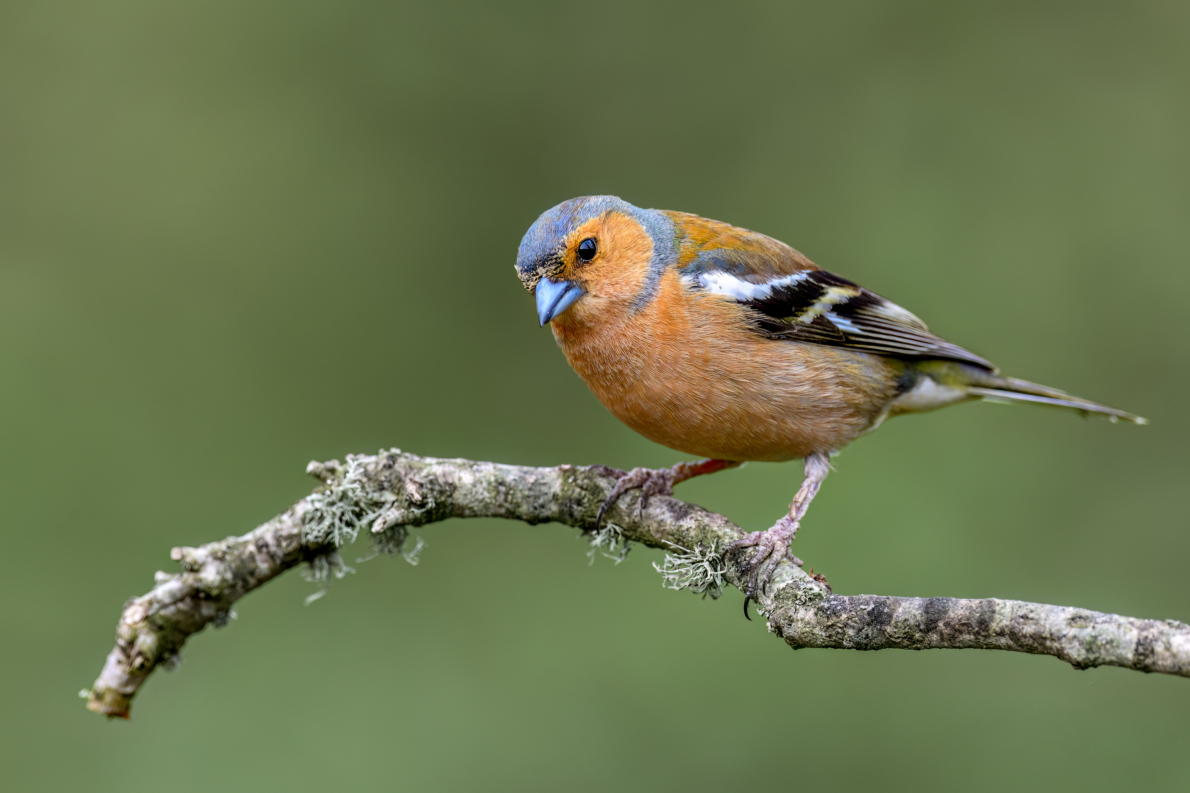 Chaffinch