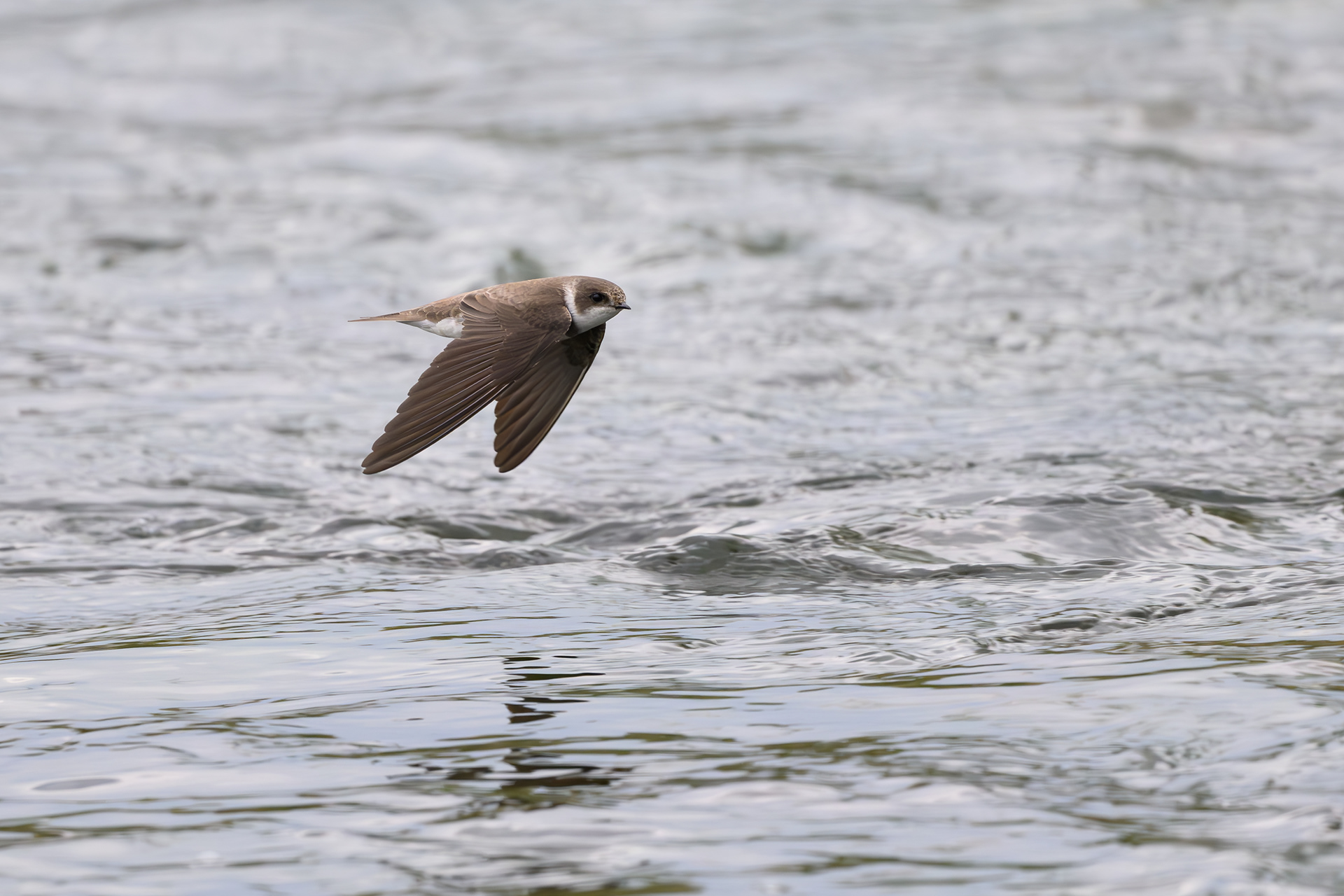Sand Martin