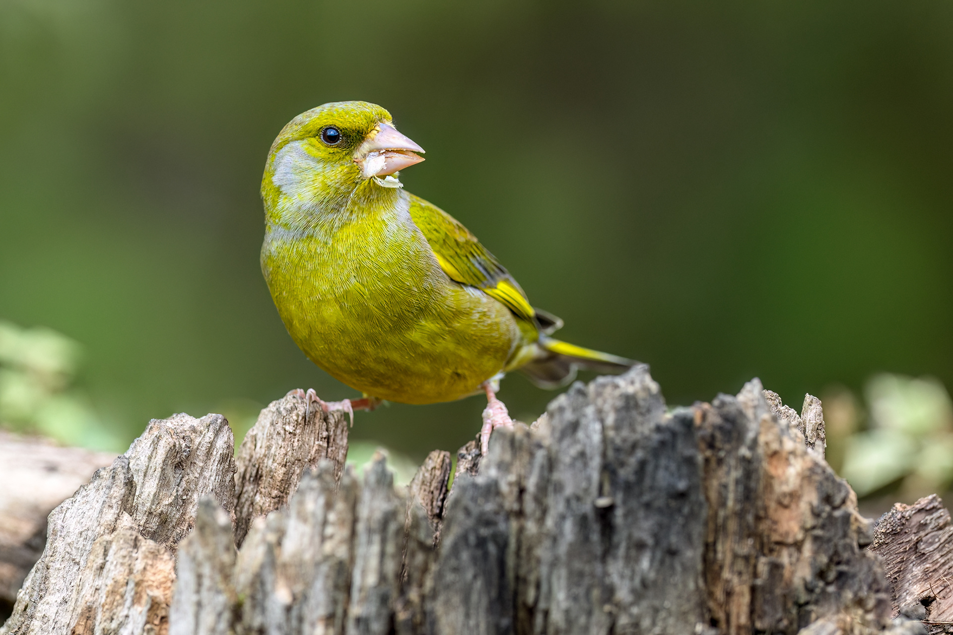 Greenfinch