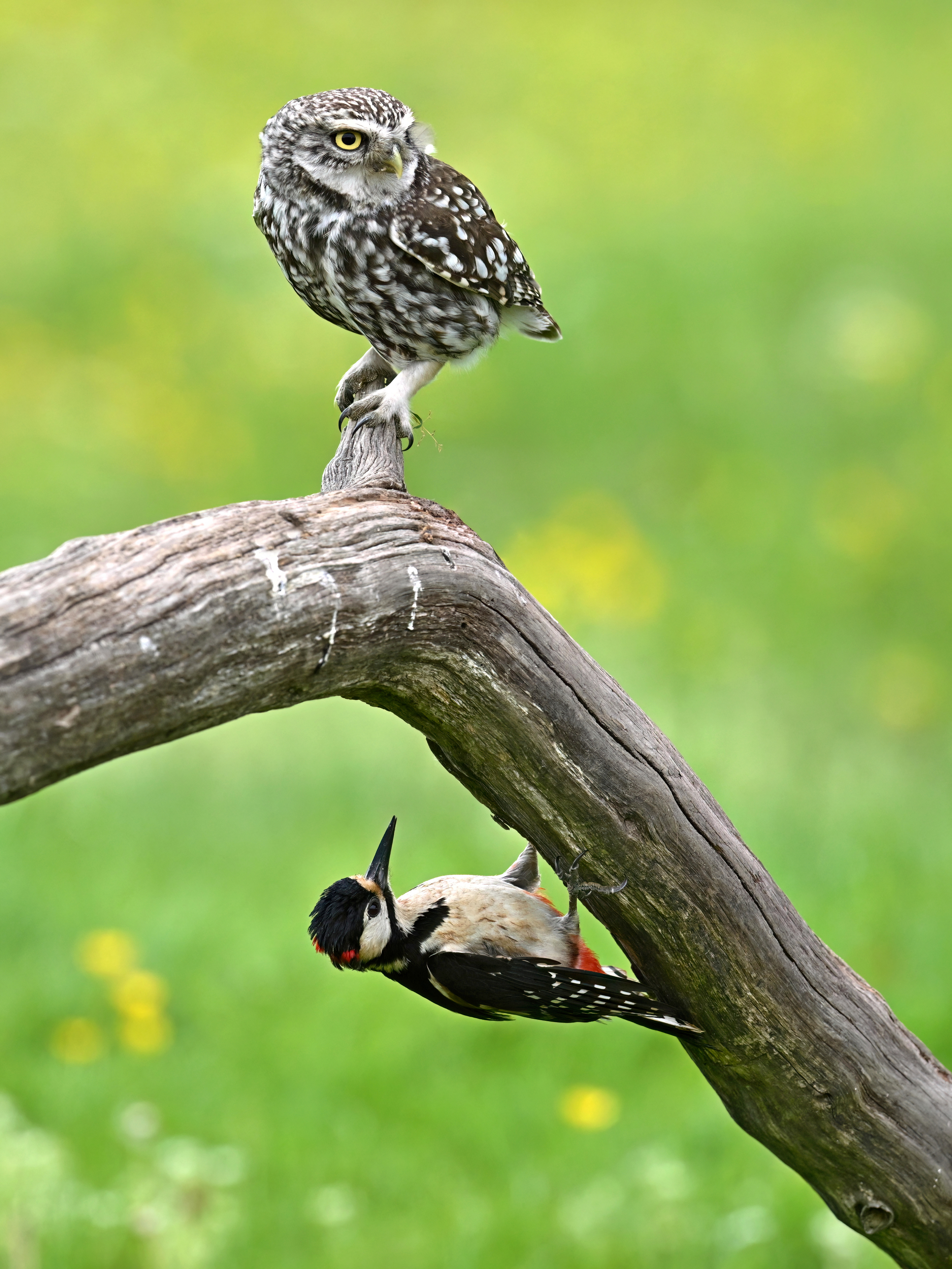 Little Owl