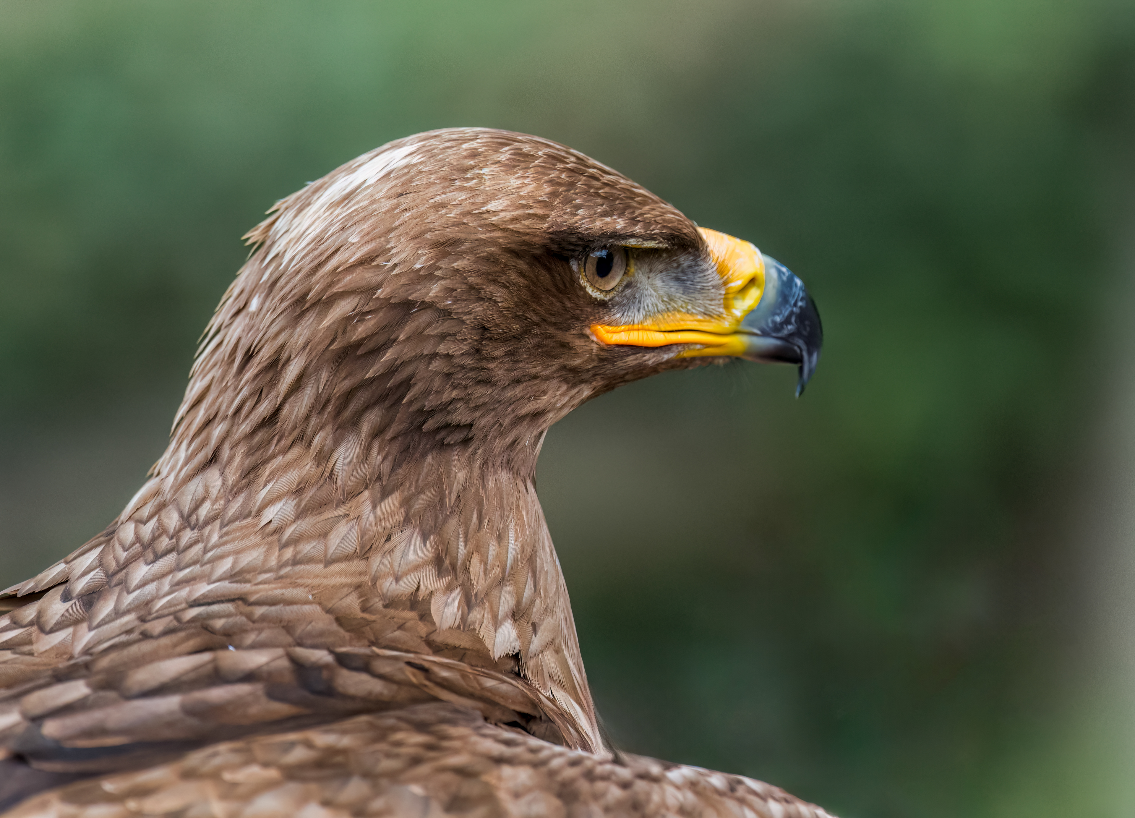 Steppe Buzzard