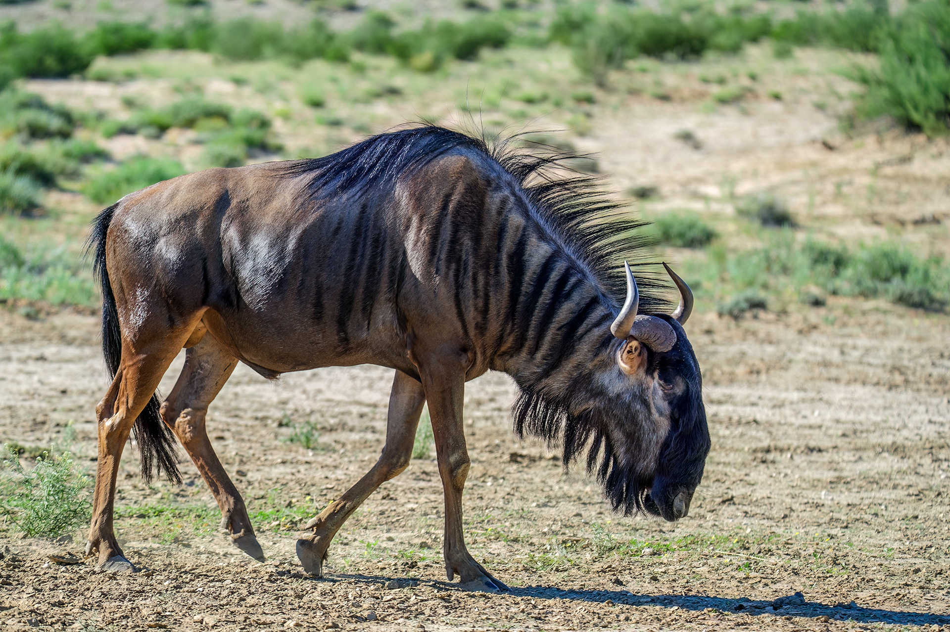Wildebeest