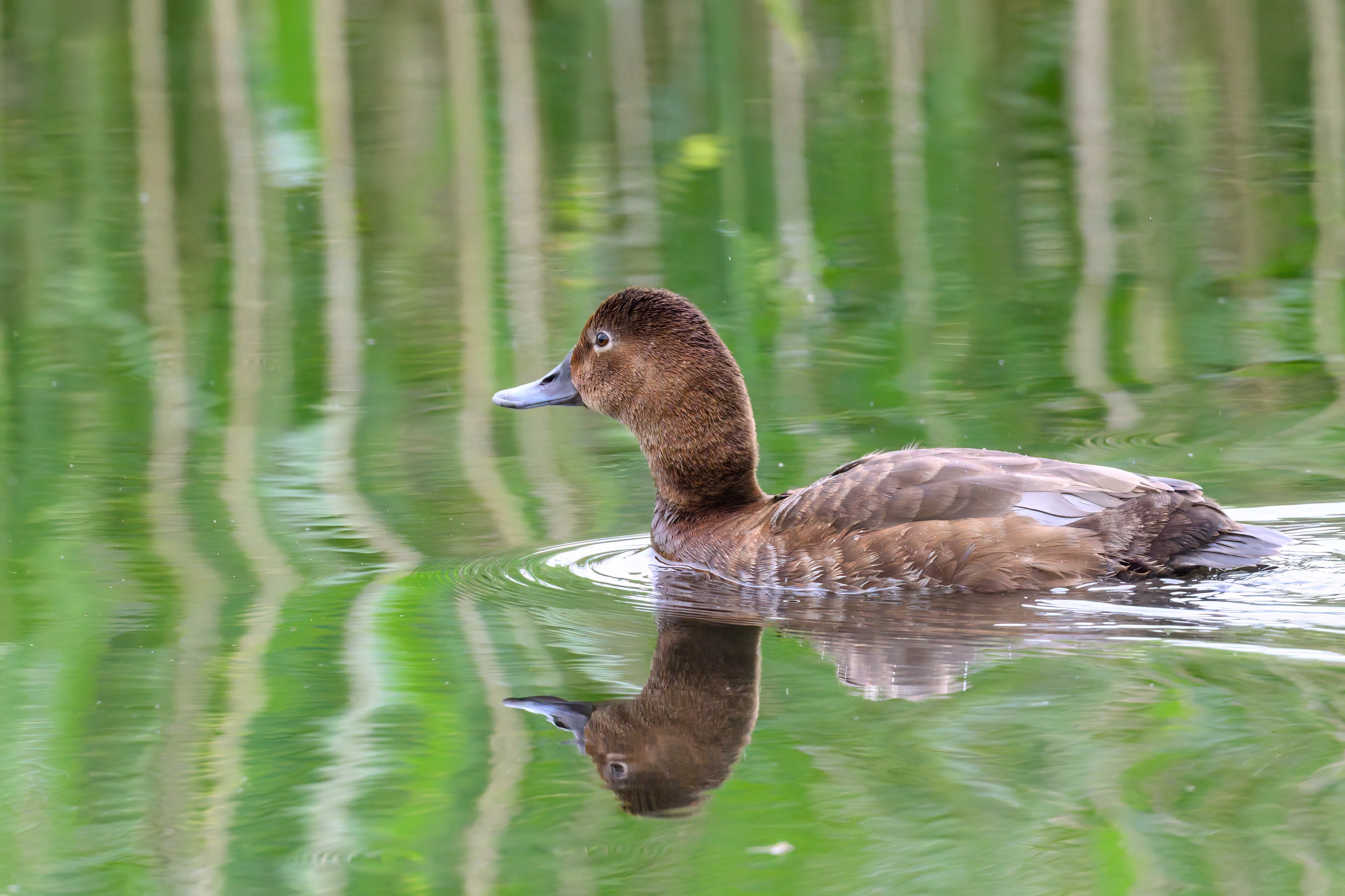 Female Pochard