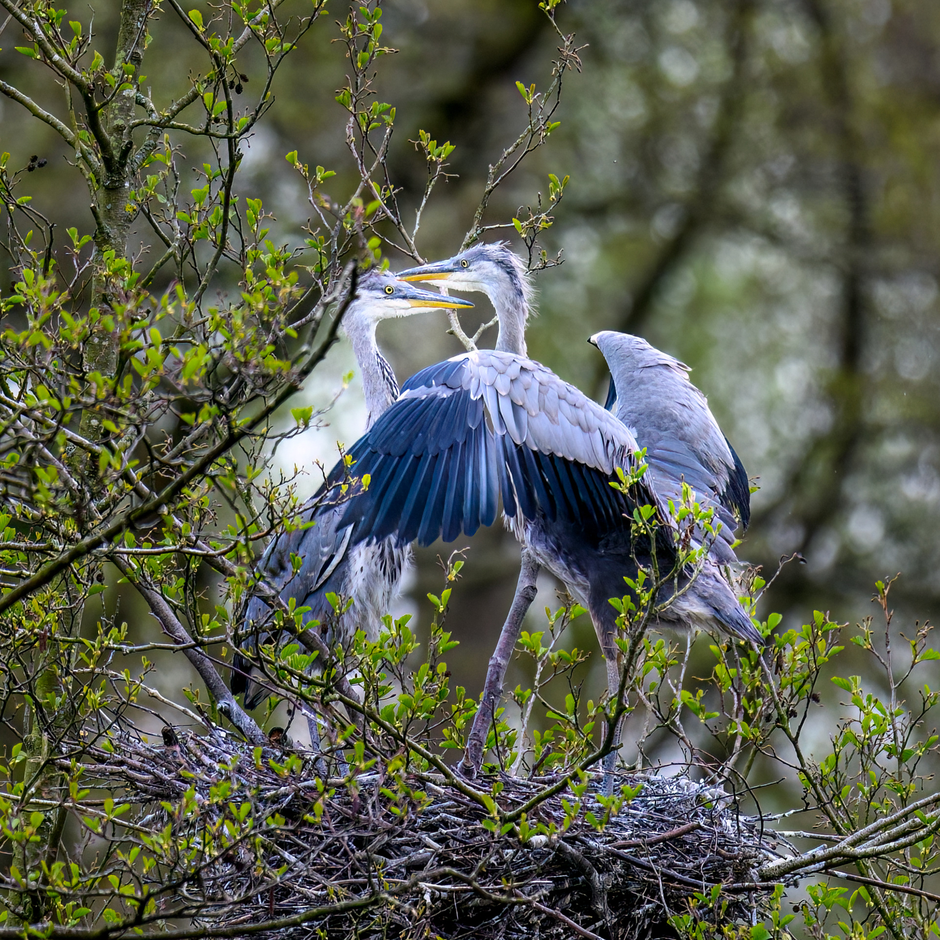 Juvenille Grey Herons
