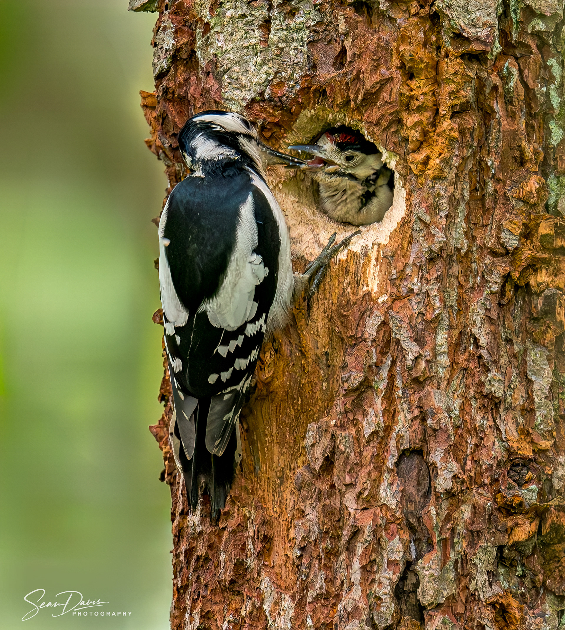 Spotted Woodpecker