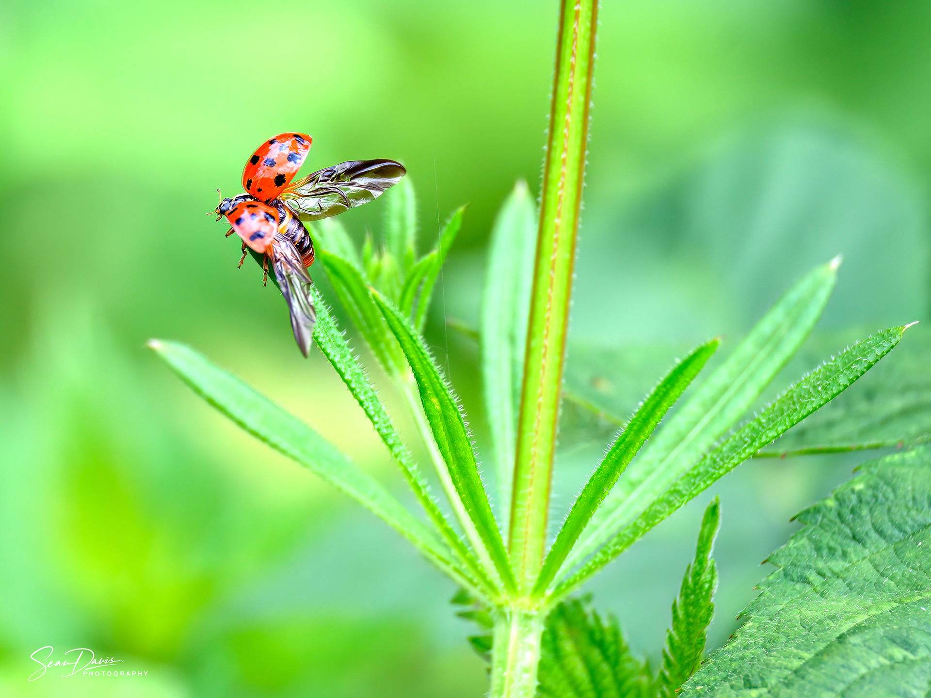 Lady Bettle