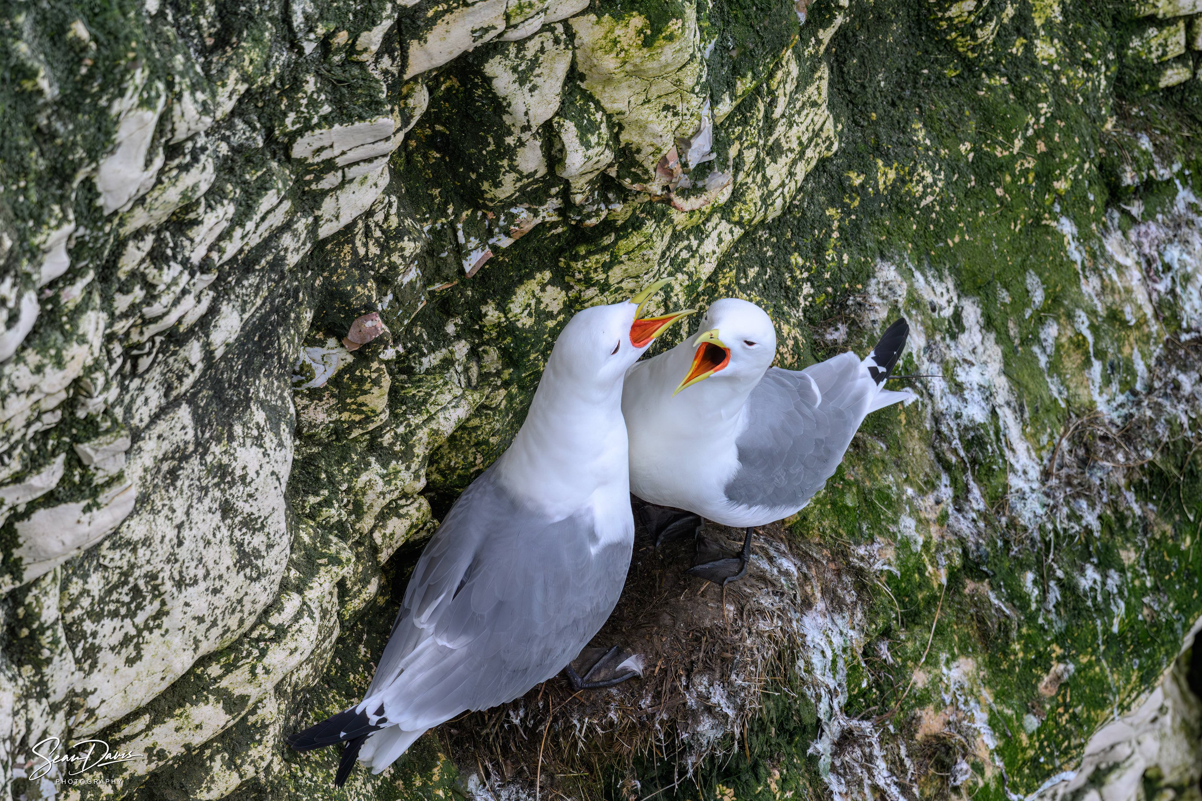 Kittiwake