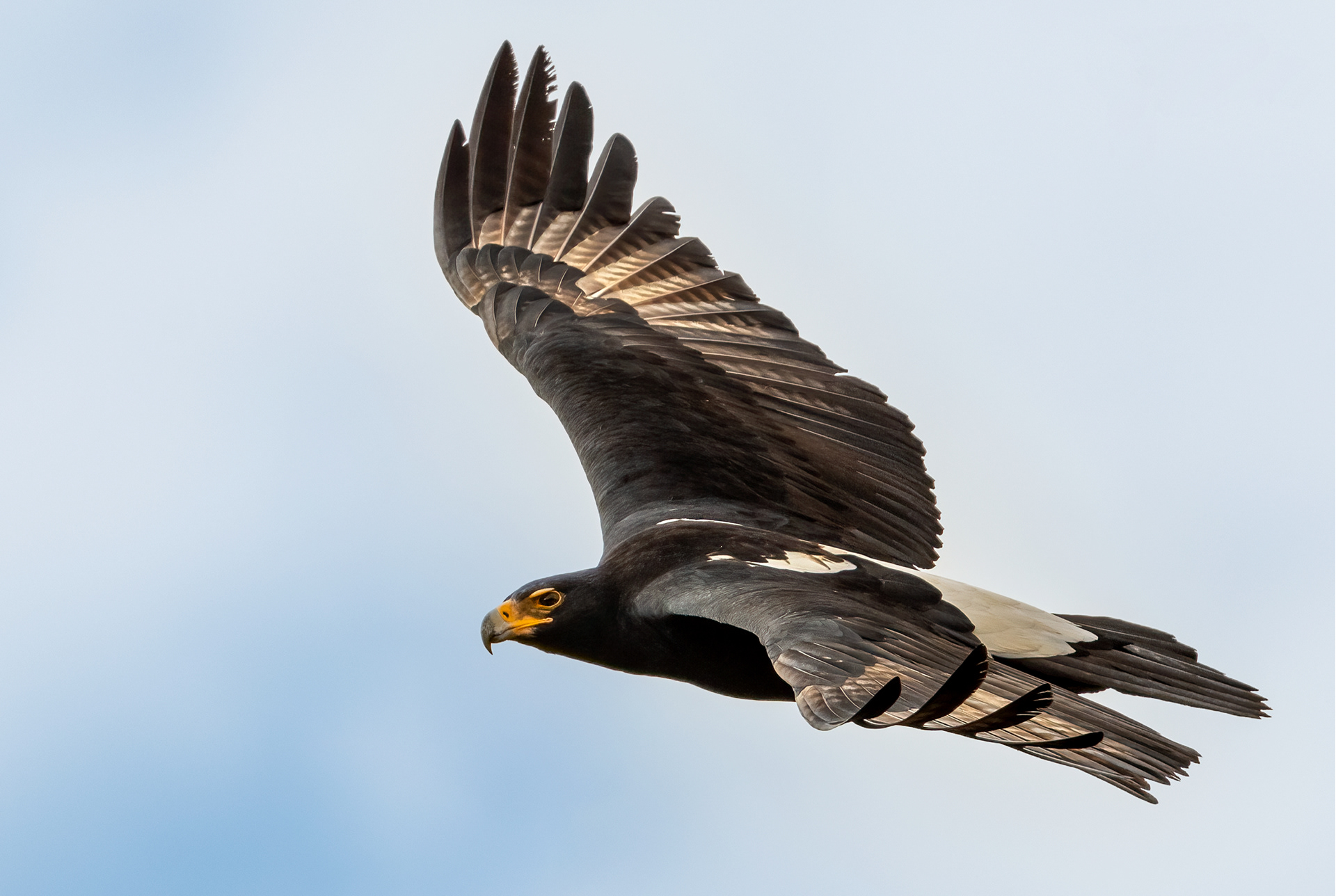 Verreaux Eagle