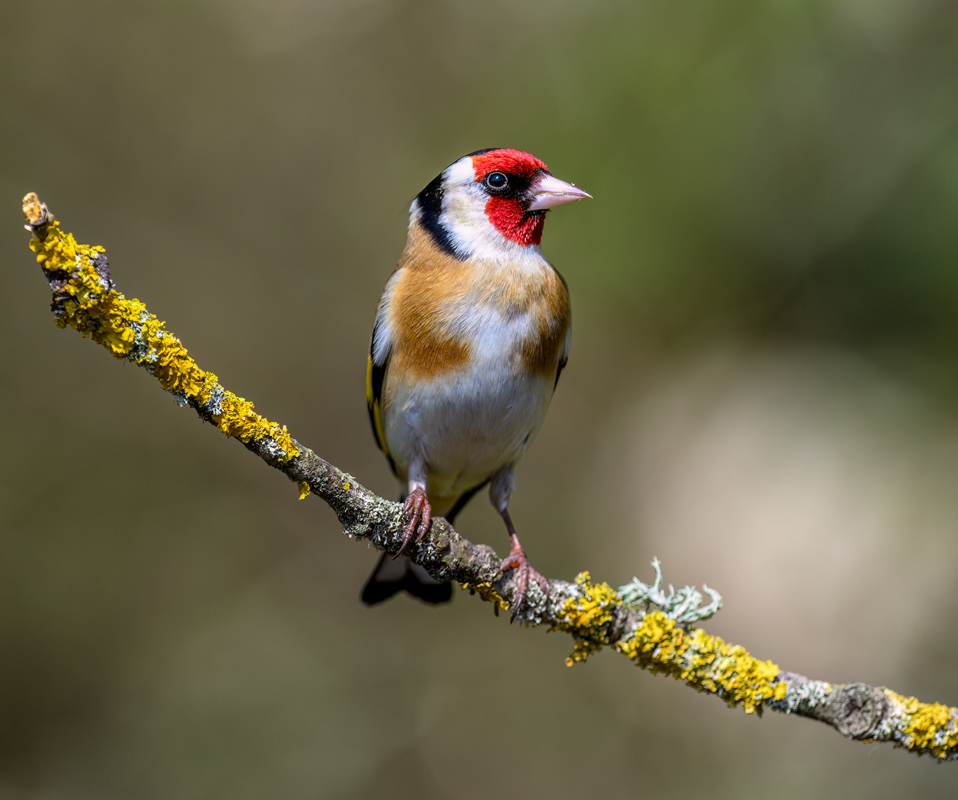 Goldfinch