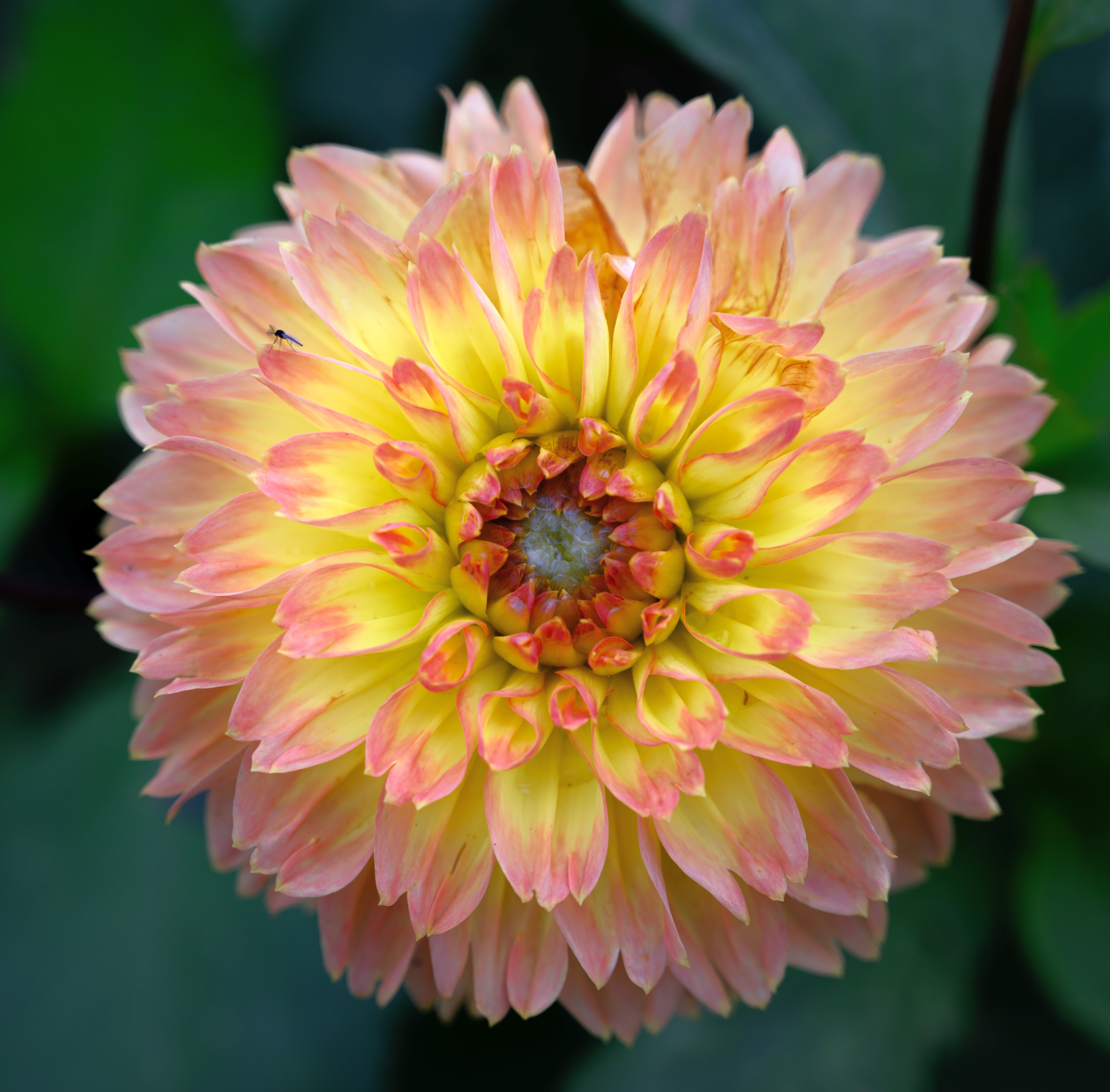 Dahlia