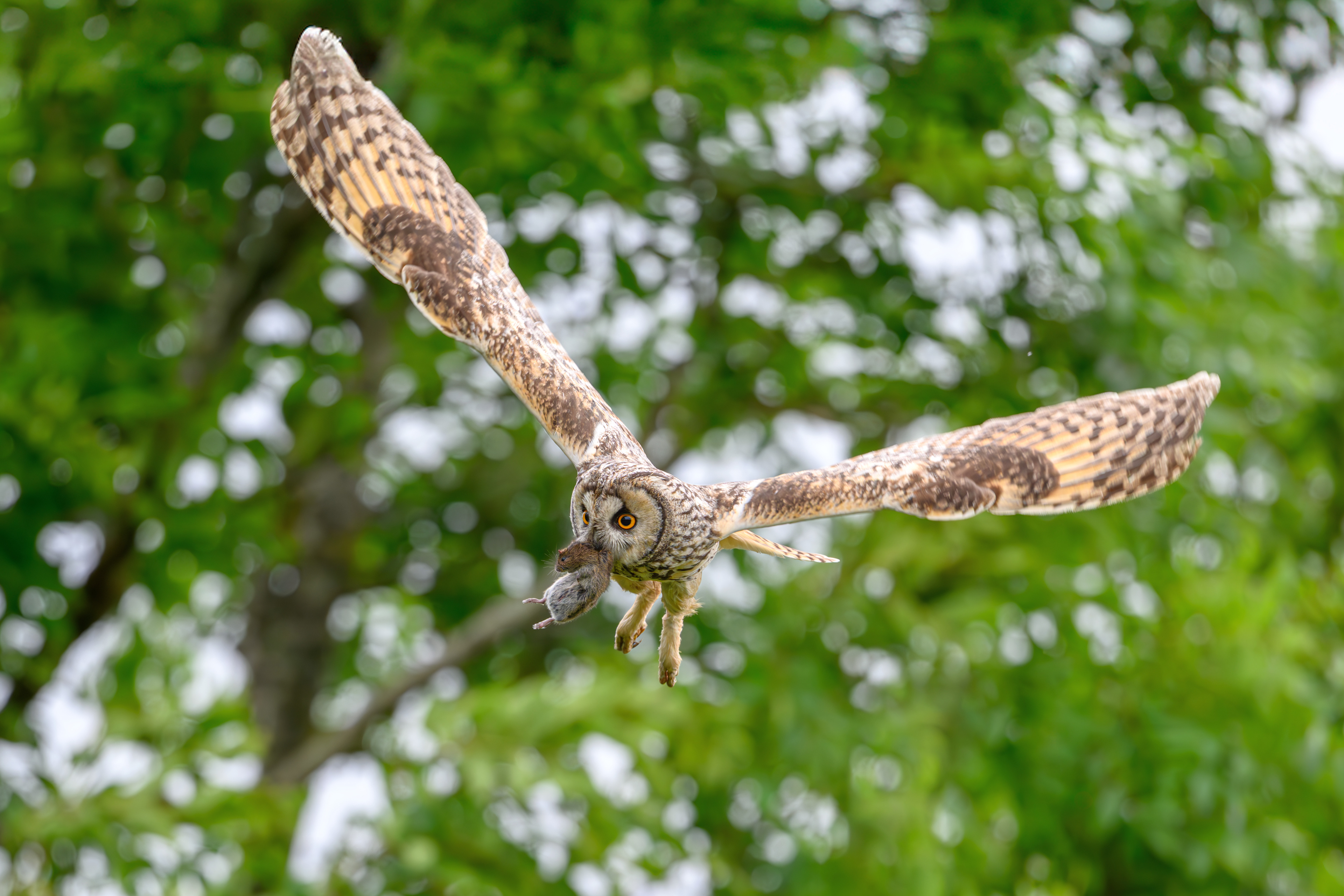 Long Eared Owl