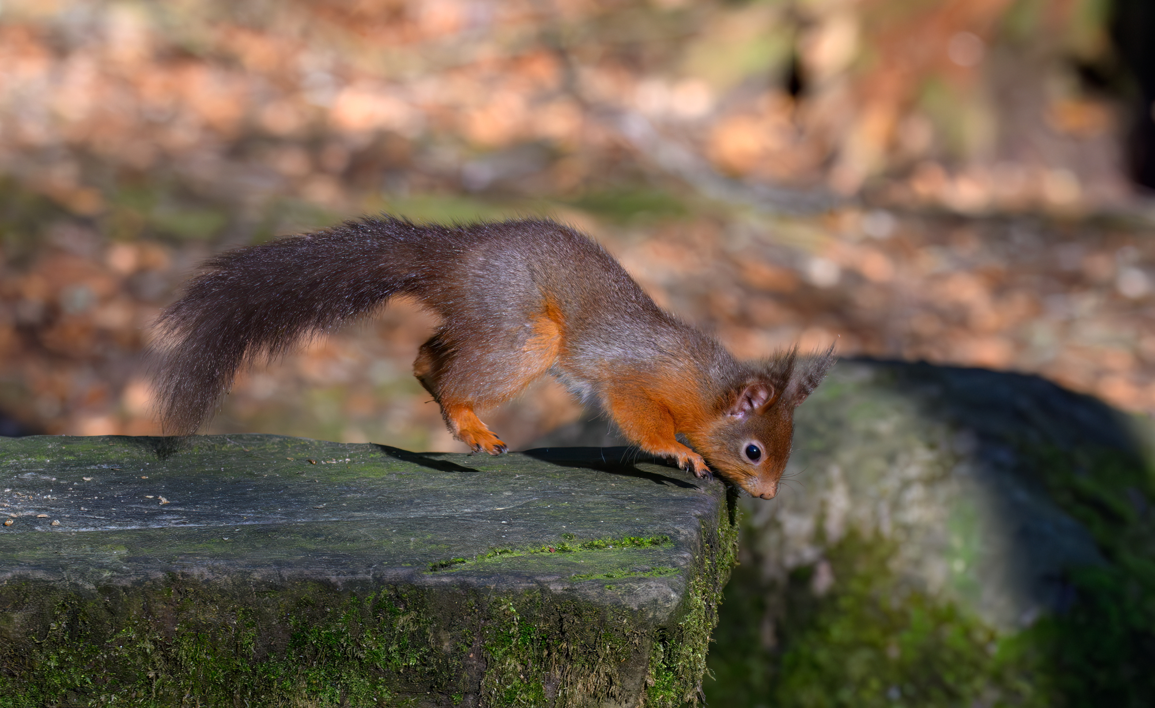 Red Squirrel