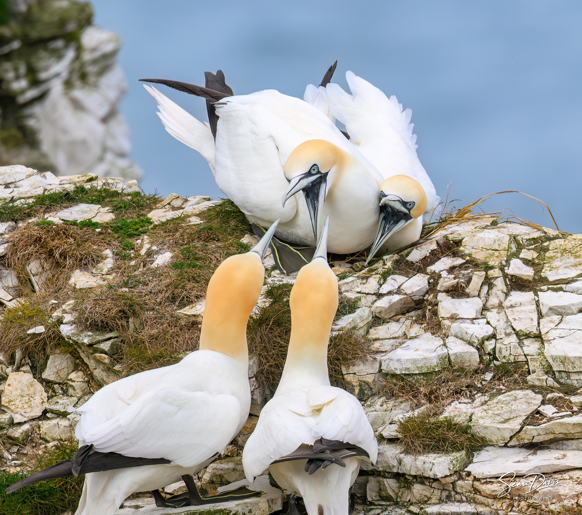 Northern Gannet