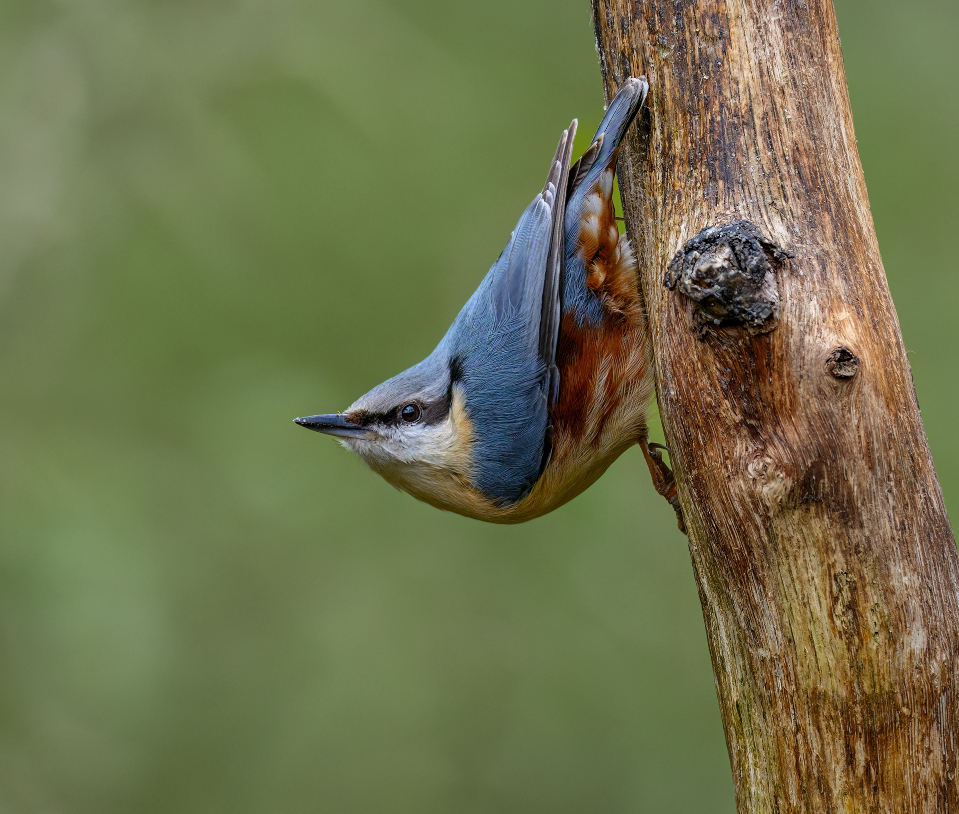 Nut Hatch