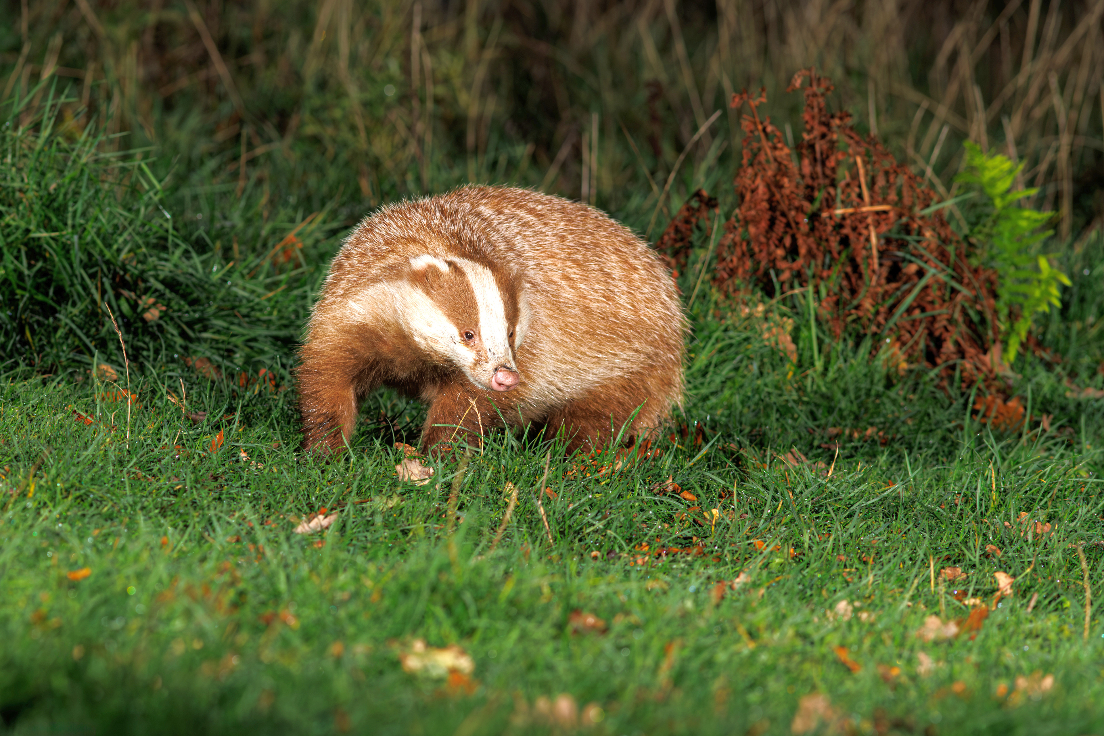 Erythristic European Badger