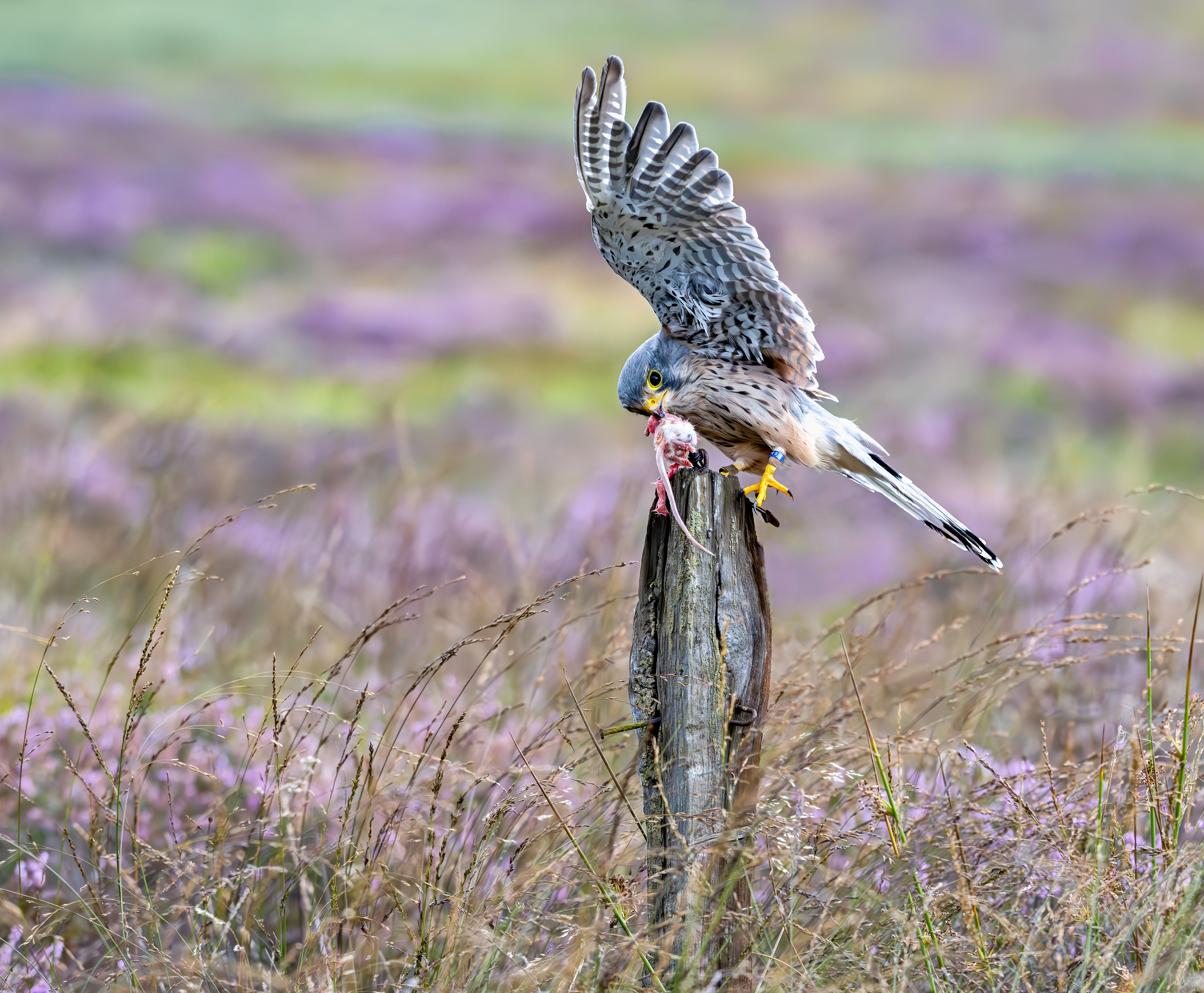 Kestrel