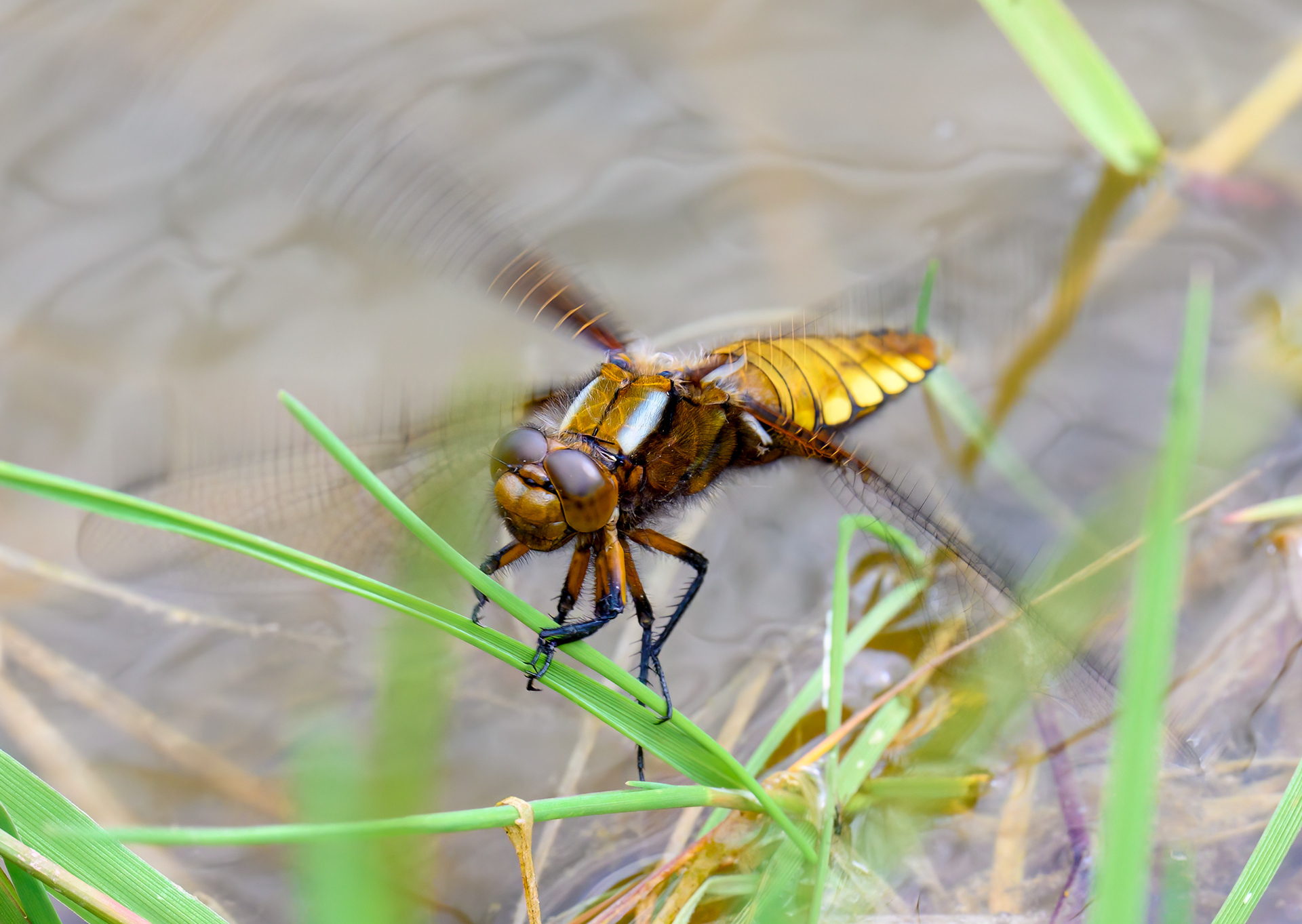 Four-spotted Chaser