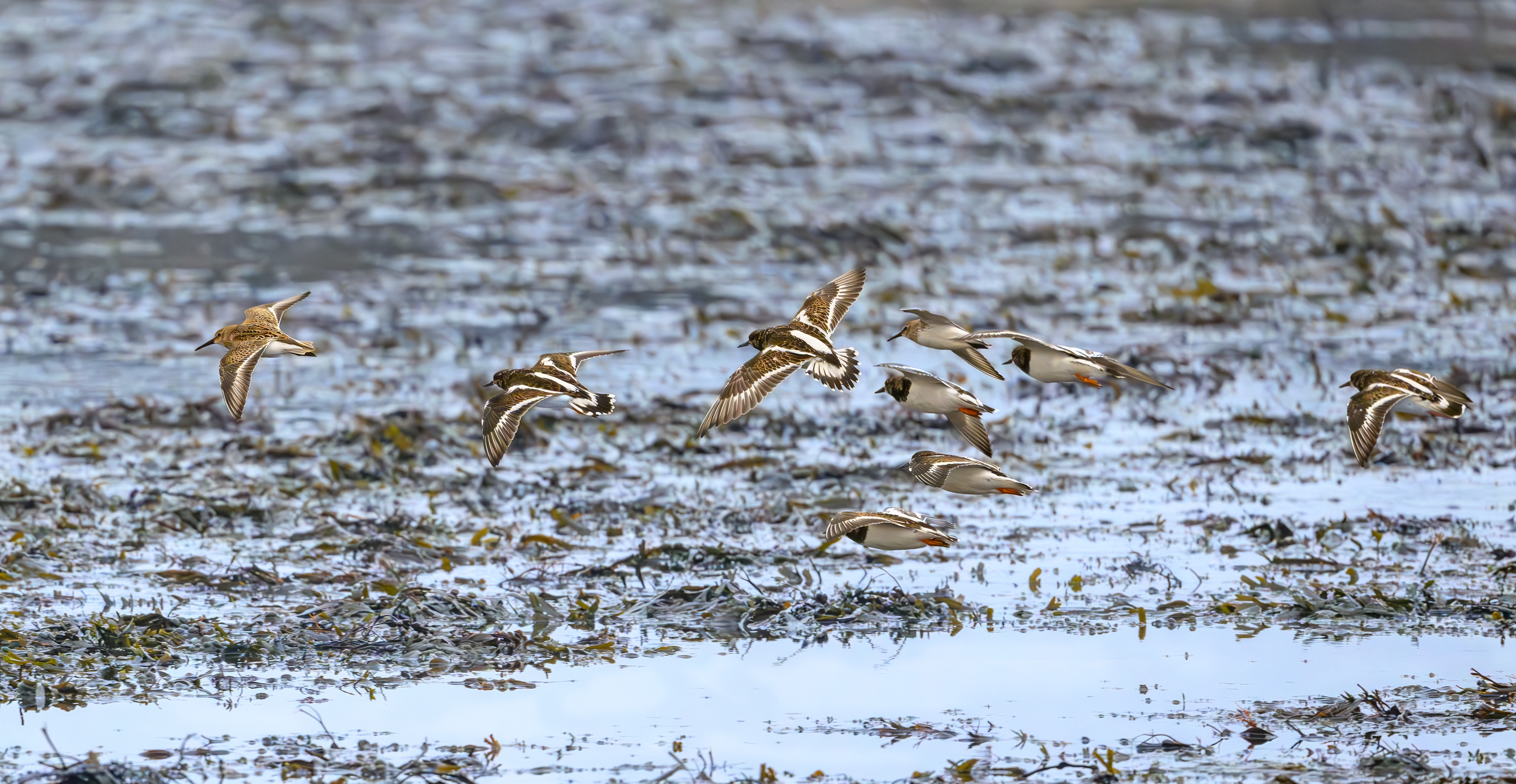 Red Shank
